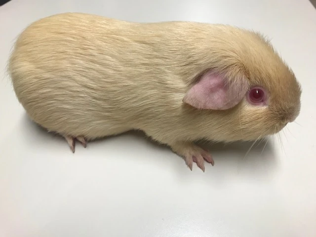 Kastrovany samecek s rodokmenem, 5 mesicu