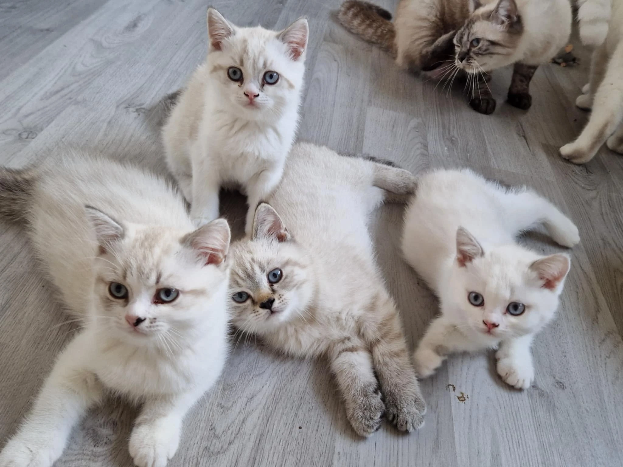 Britská koťátka s PP ( colorpoint )