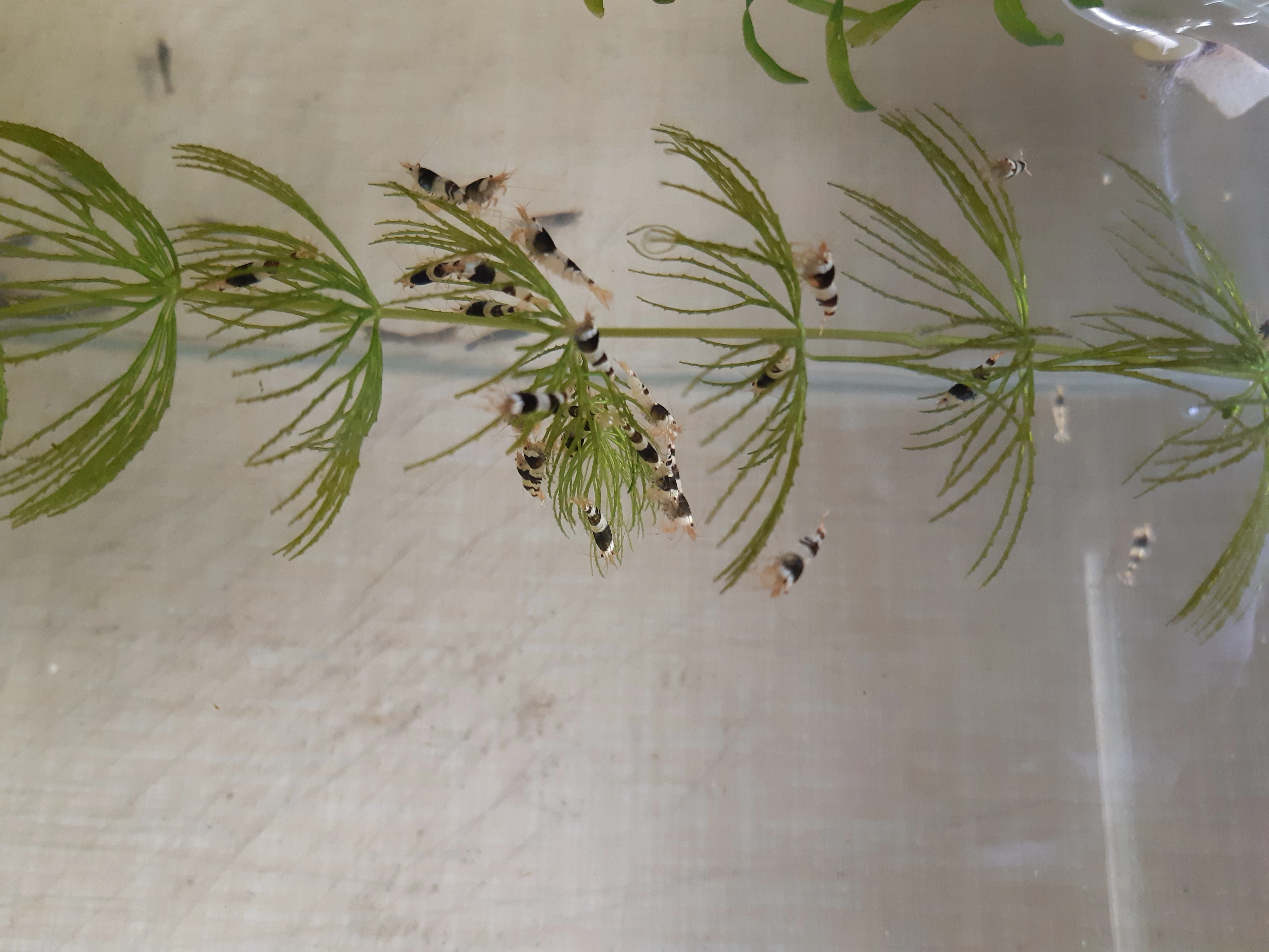 Krevetky Caridina Black Crystal