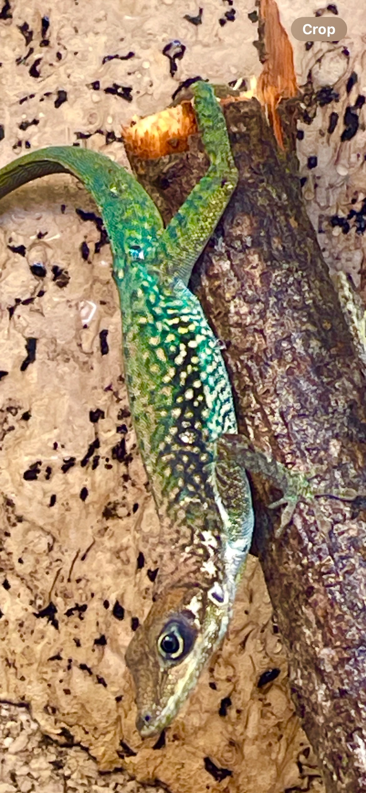 1,1 anolis roquet lokalita Saint Pierre