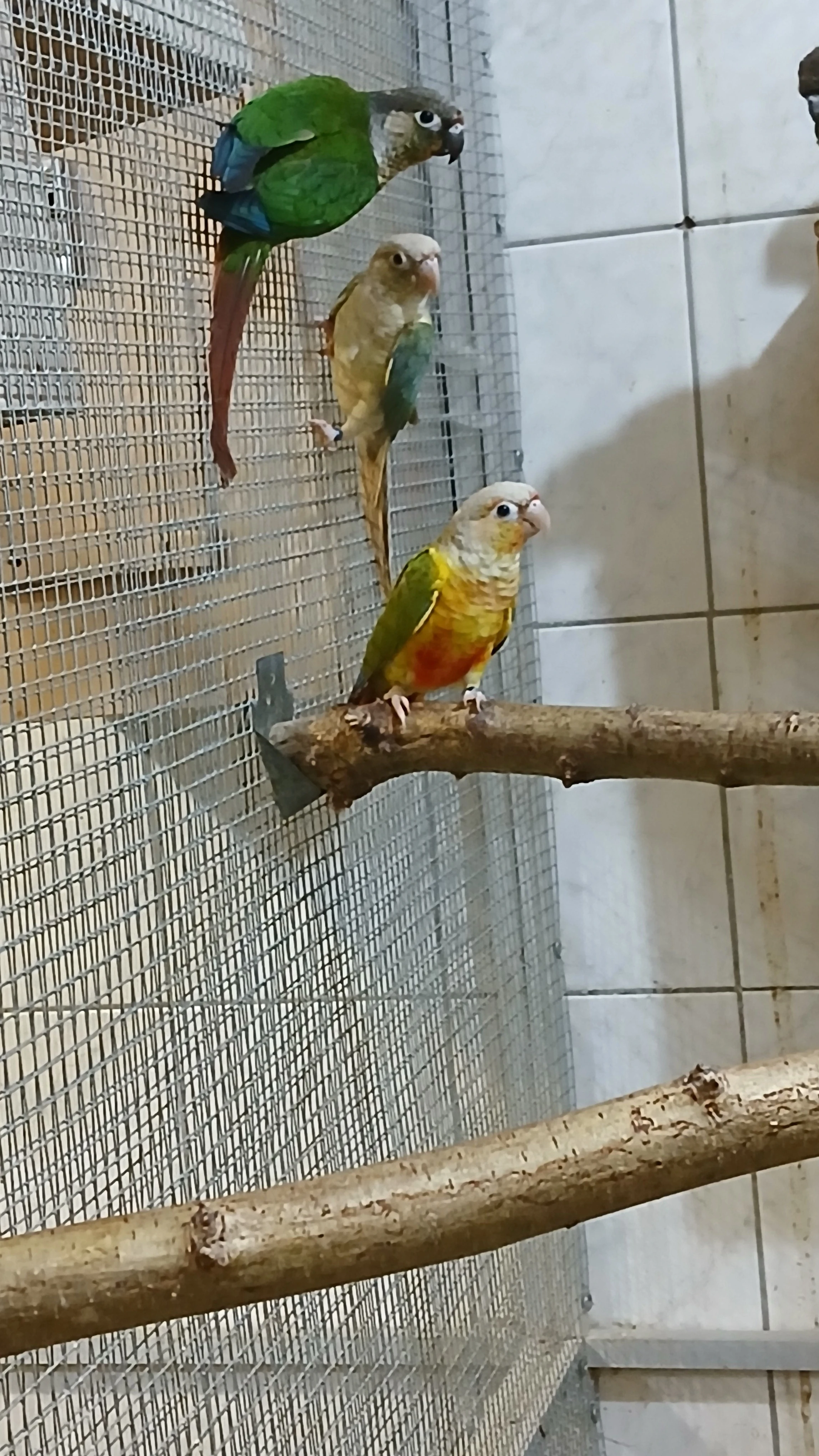 Pyrura zelenolící