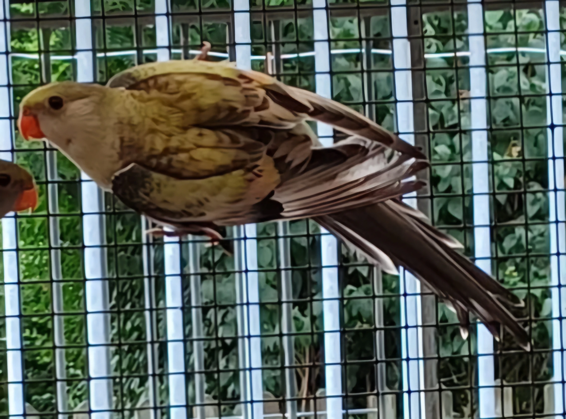 Papoušek horský modrý lemovaný