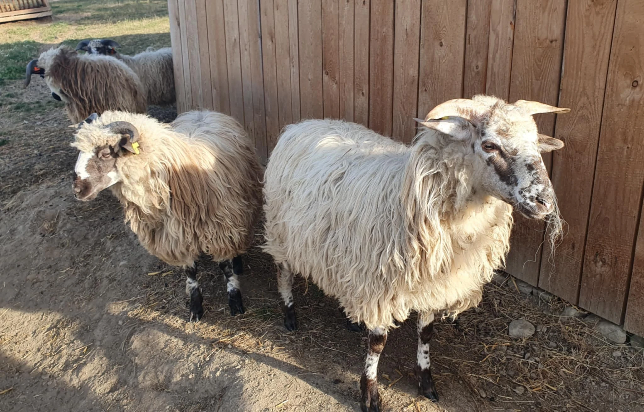 100% valaška původní