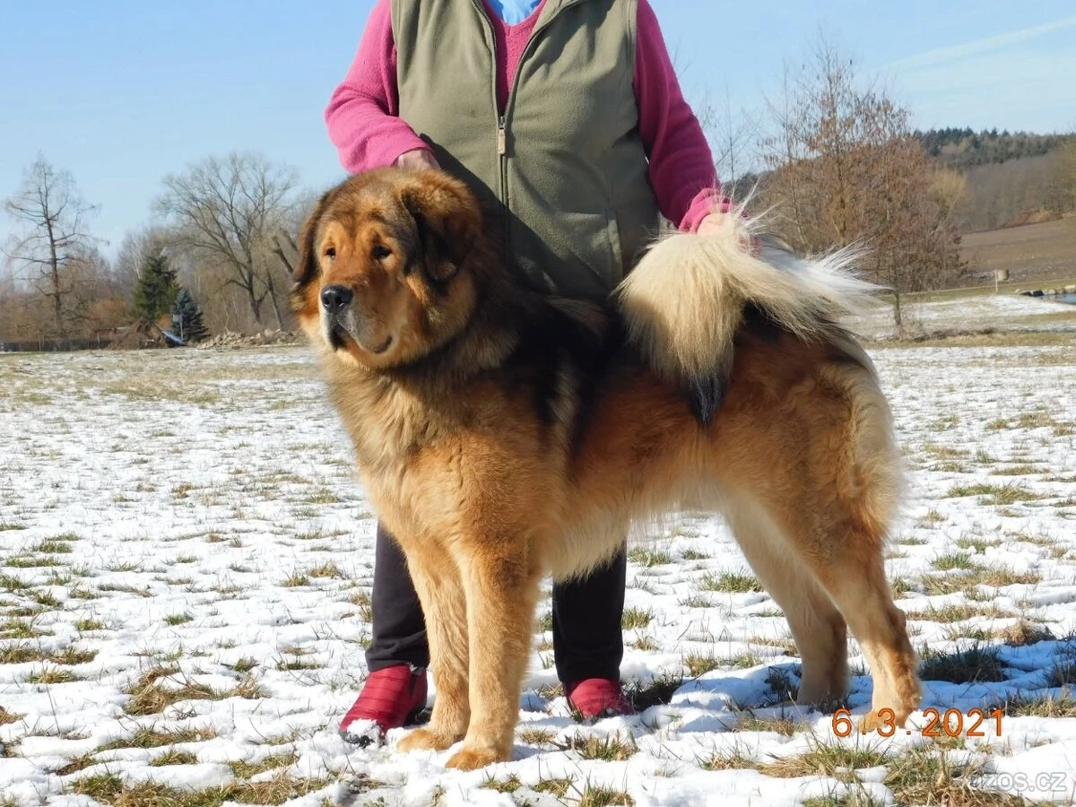 Tibetská doga štěňata s PP FCI 2025/26