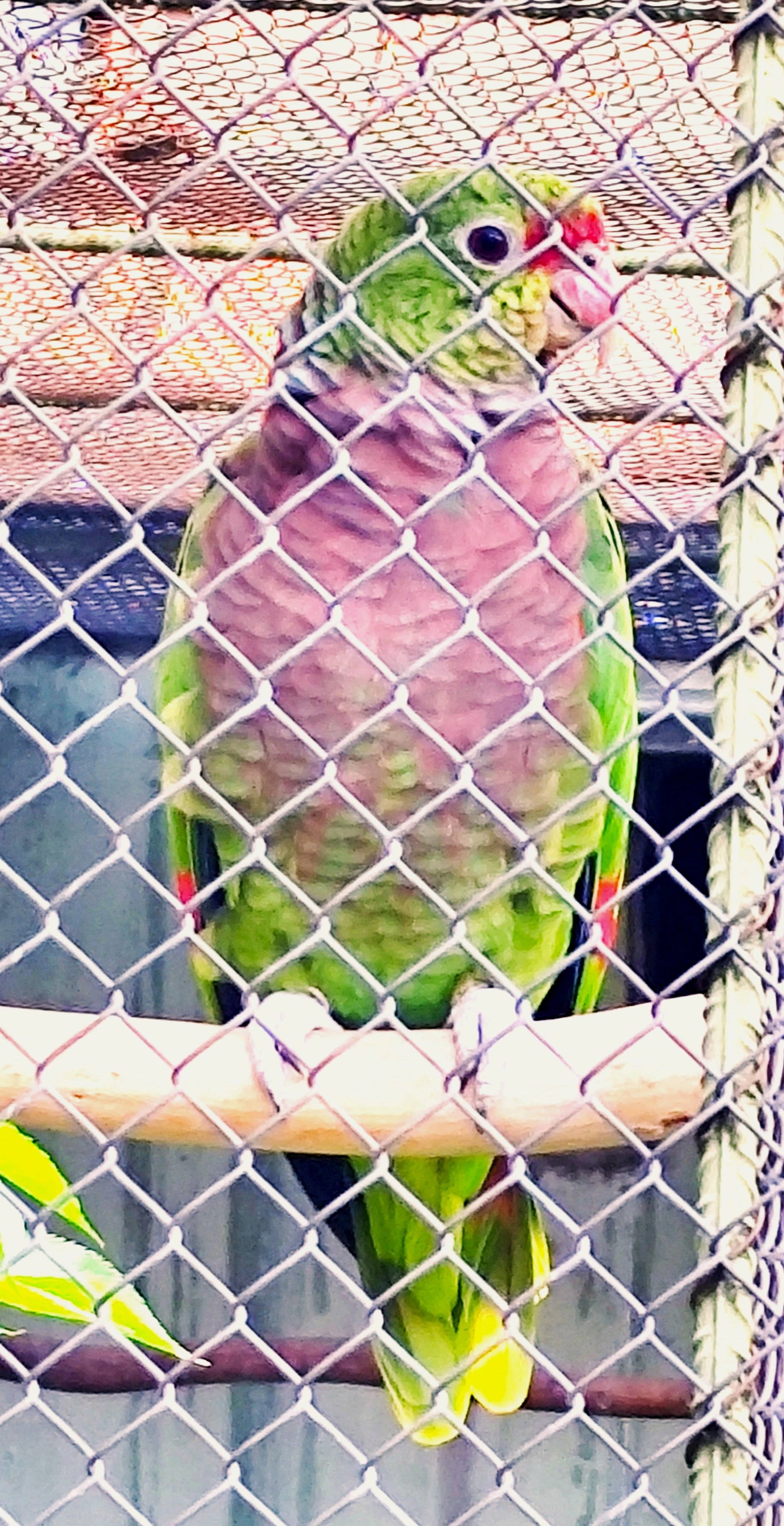 Amazoňan vínorudý