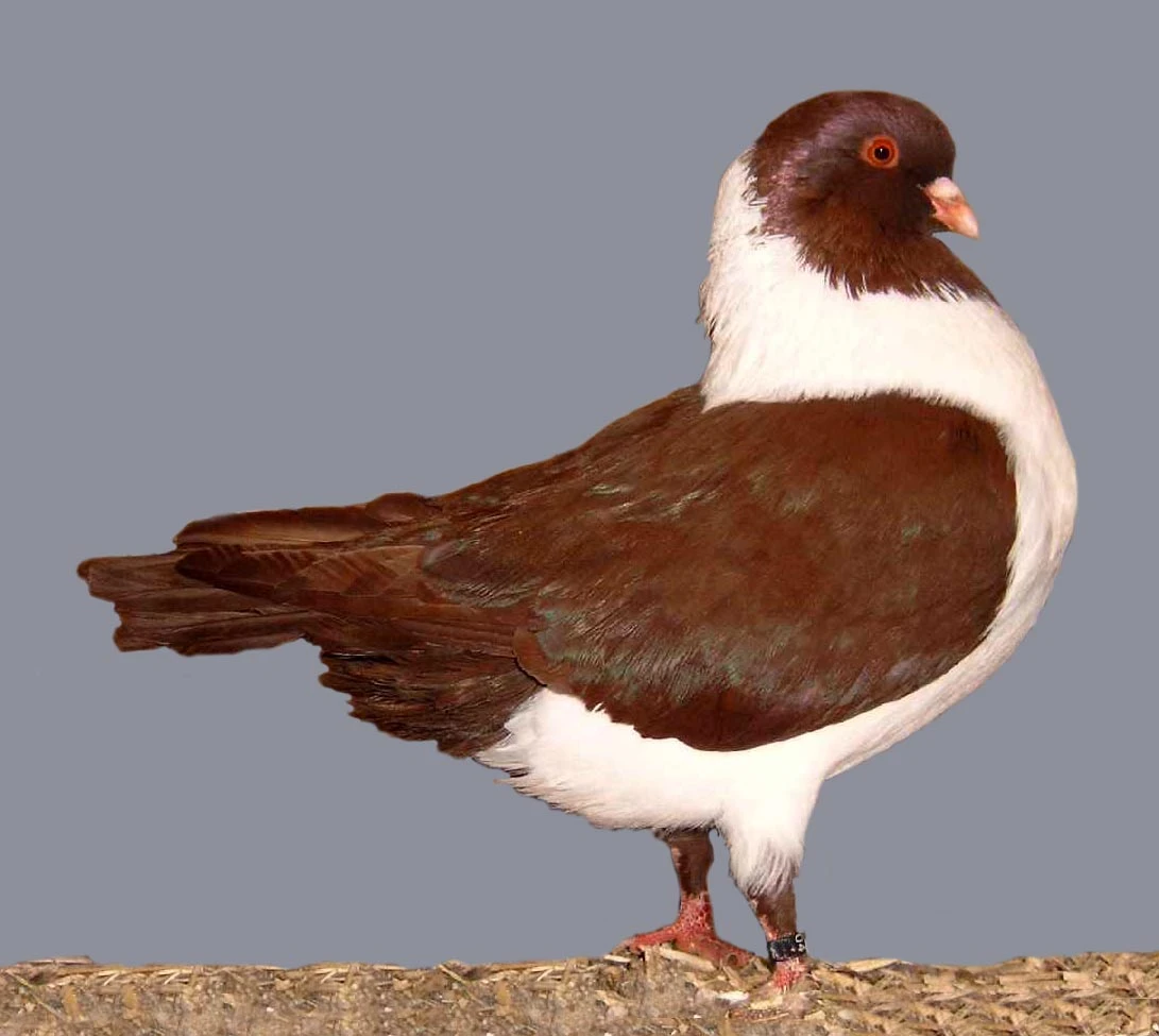 Prodám krásné holuby - různé druhy, chovné páry i výletky