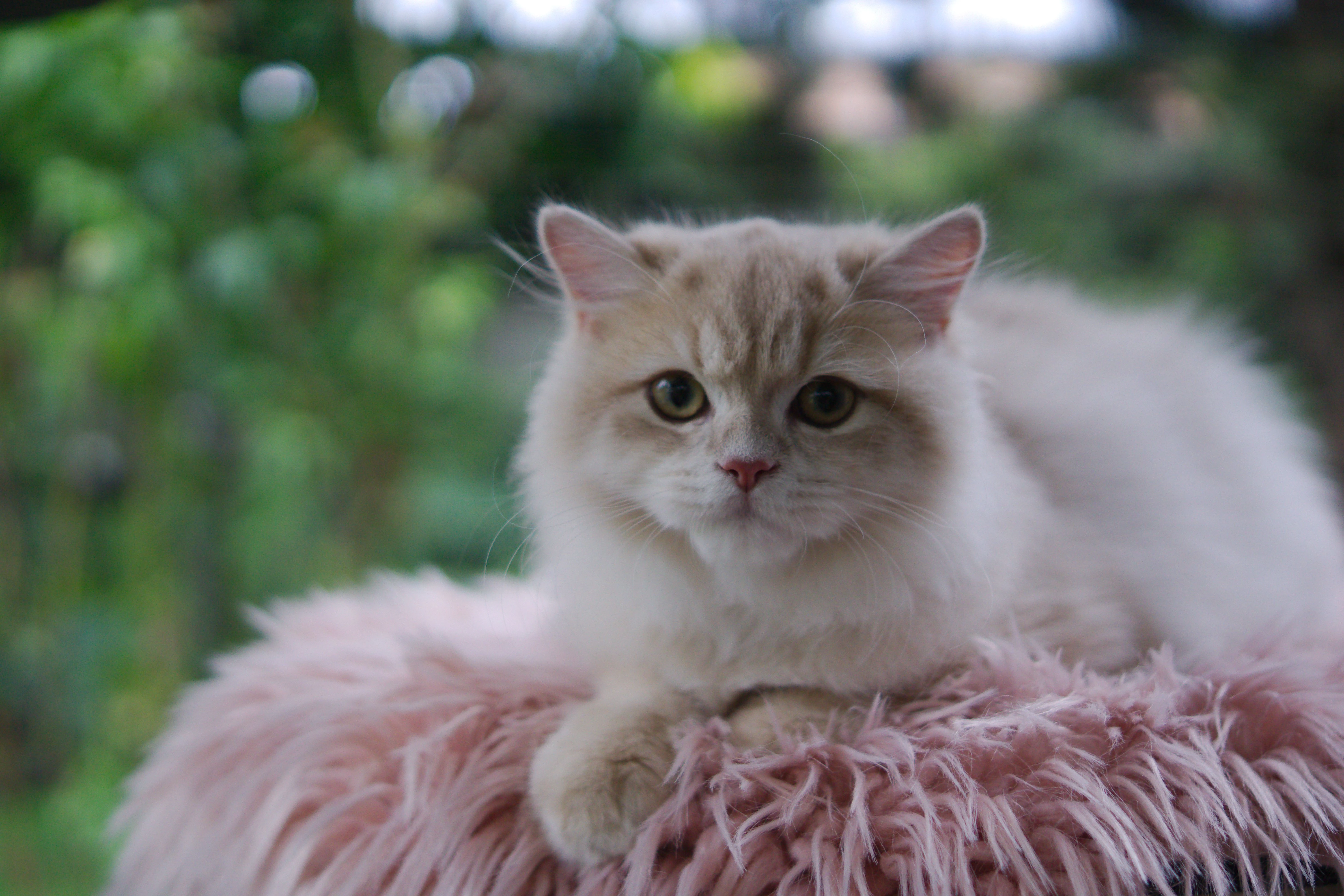 Britská koťátka v exkluzivních barvách