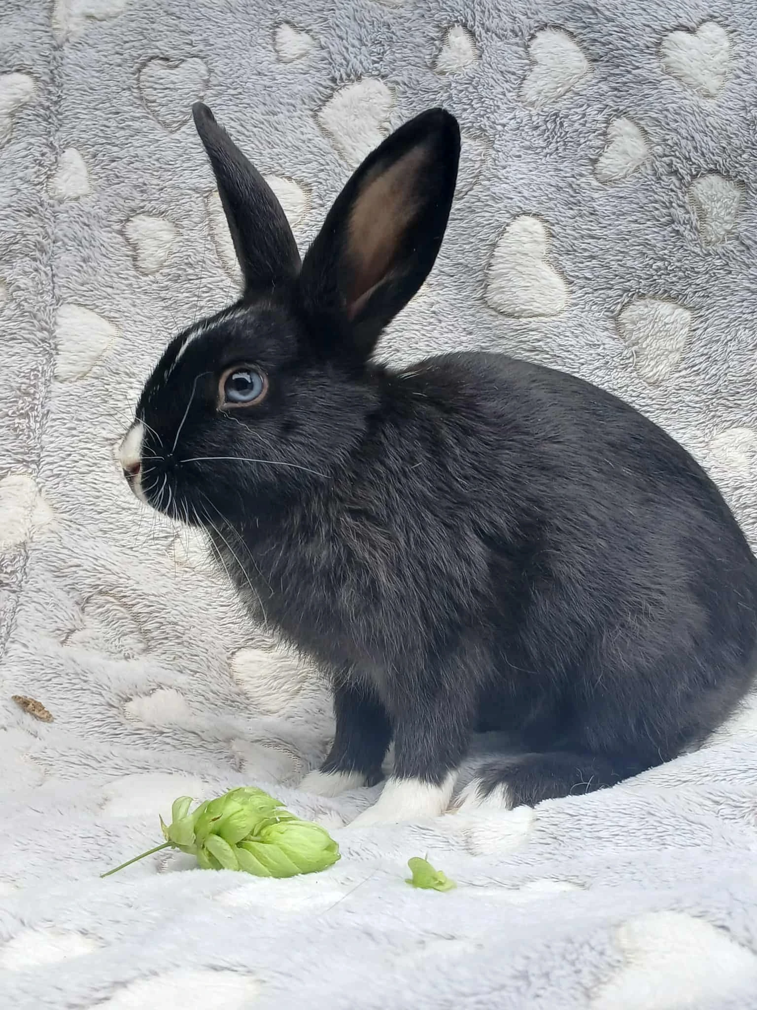 Zakrslý králíček - Hladký