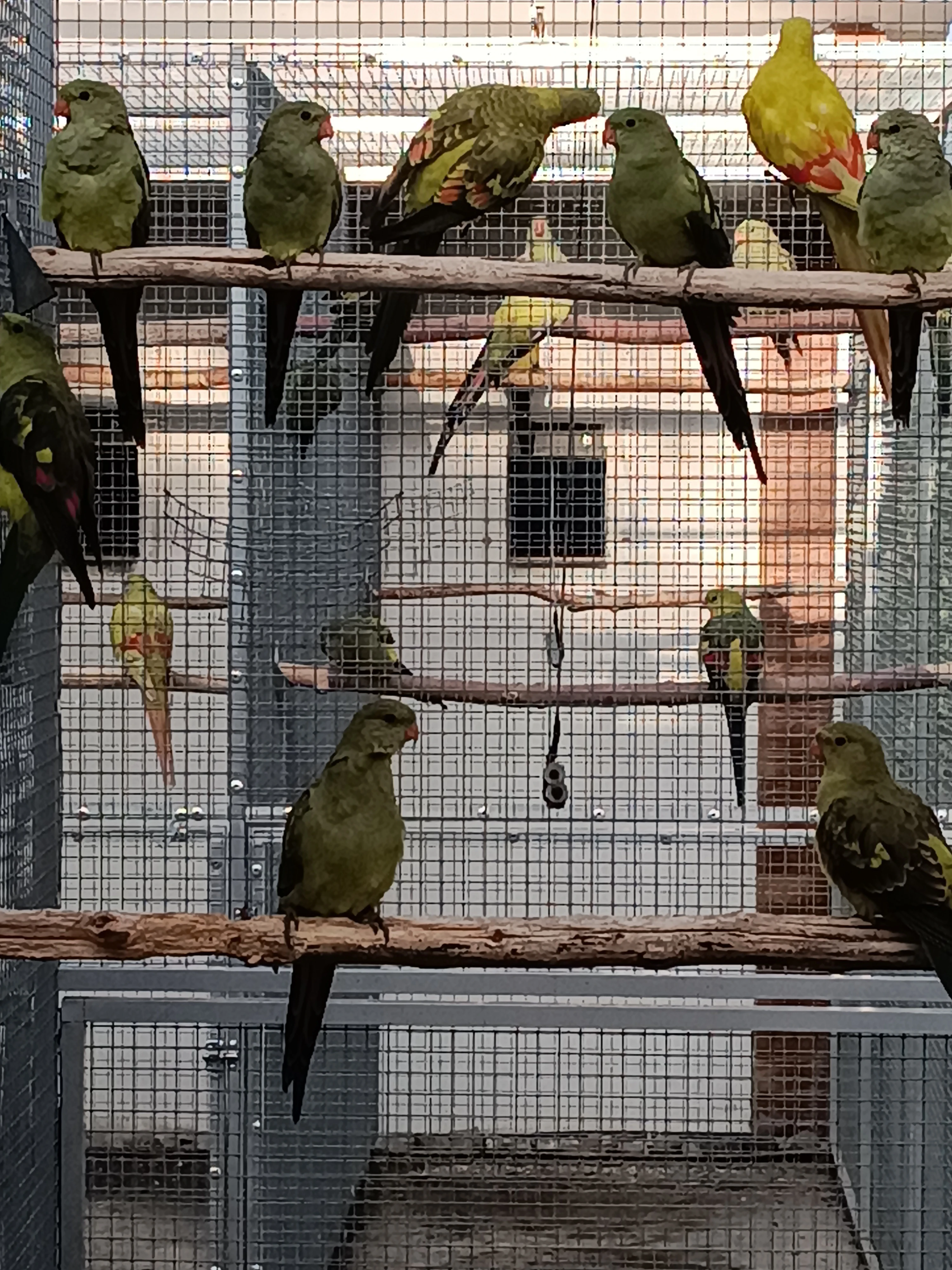 Papoušek horský 2025