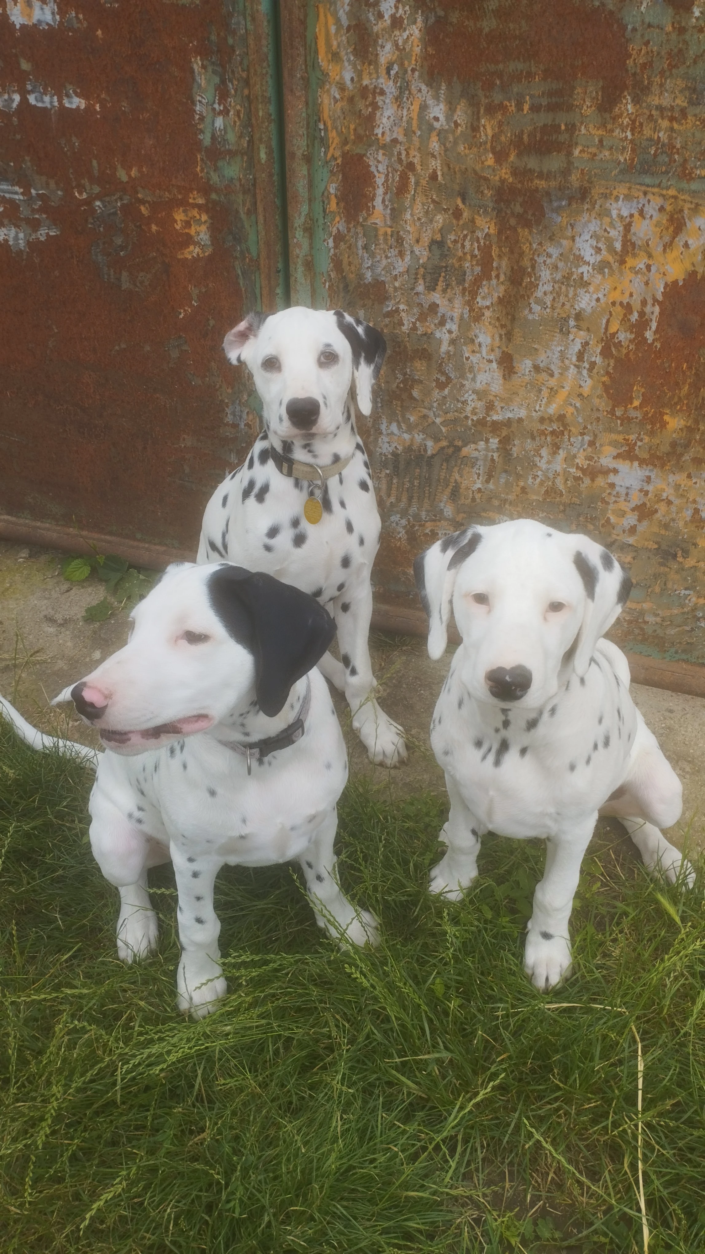 Štěně dalmatina s PP