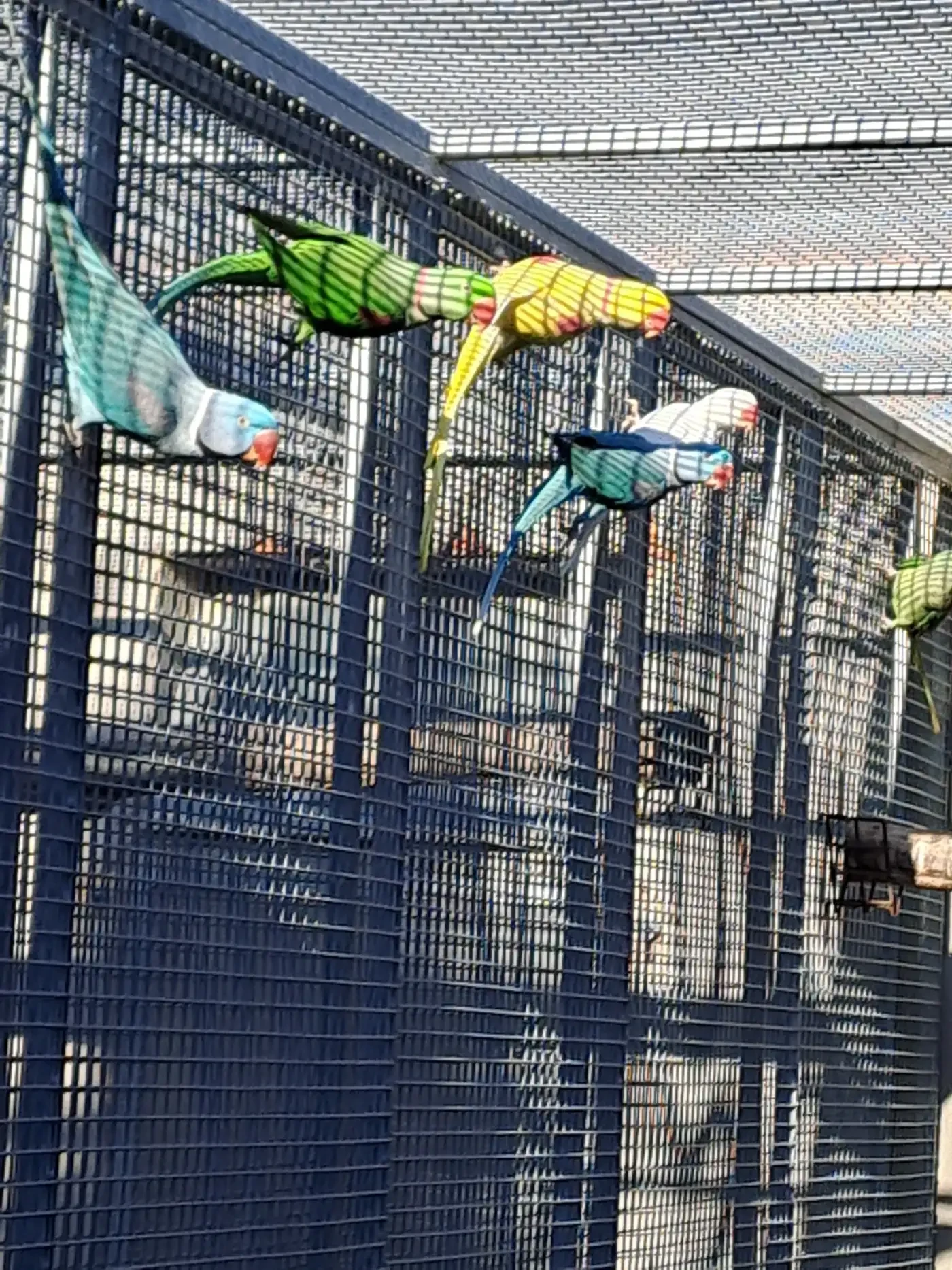 Alexandr velký -  mutace