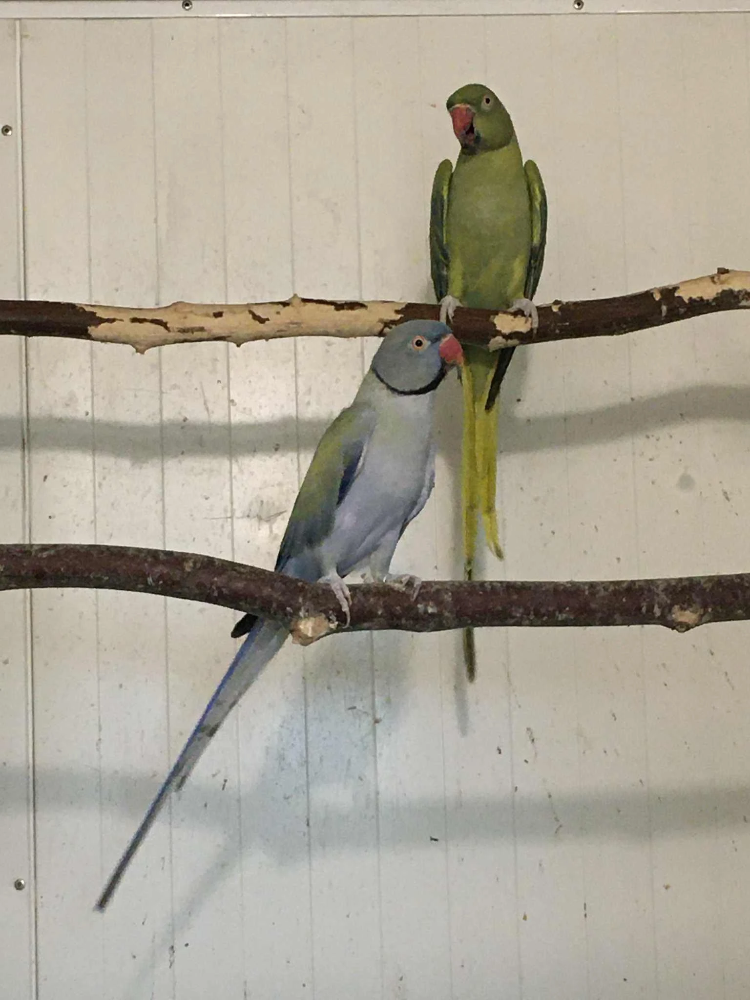 Alexandr malý opalin