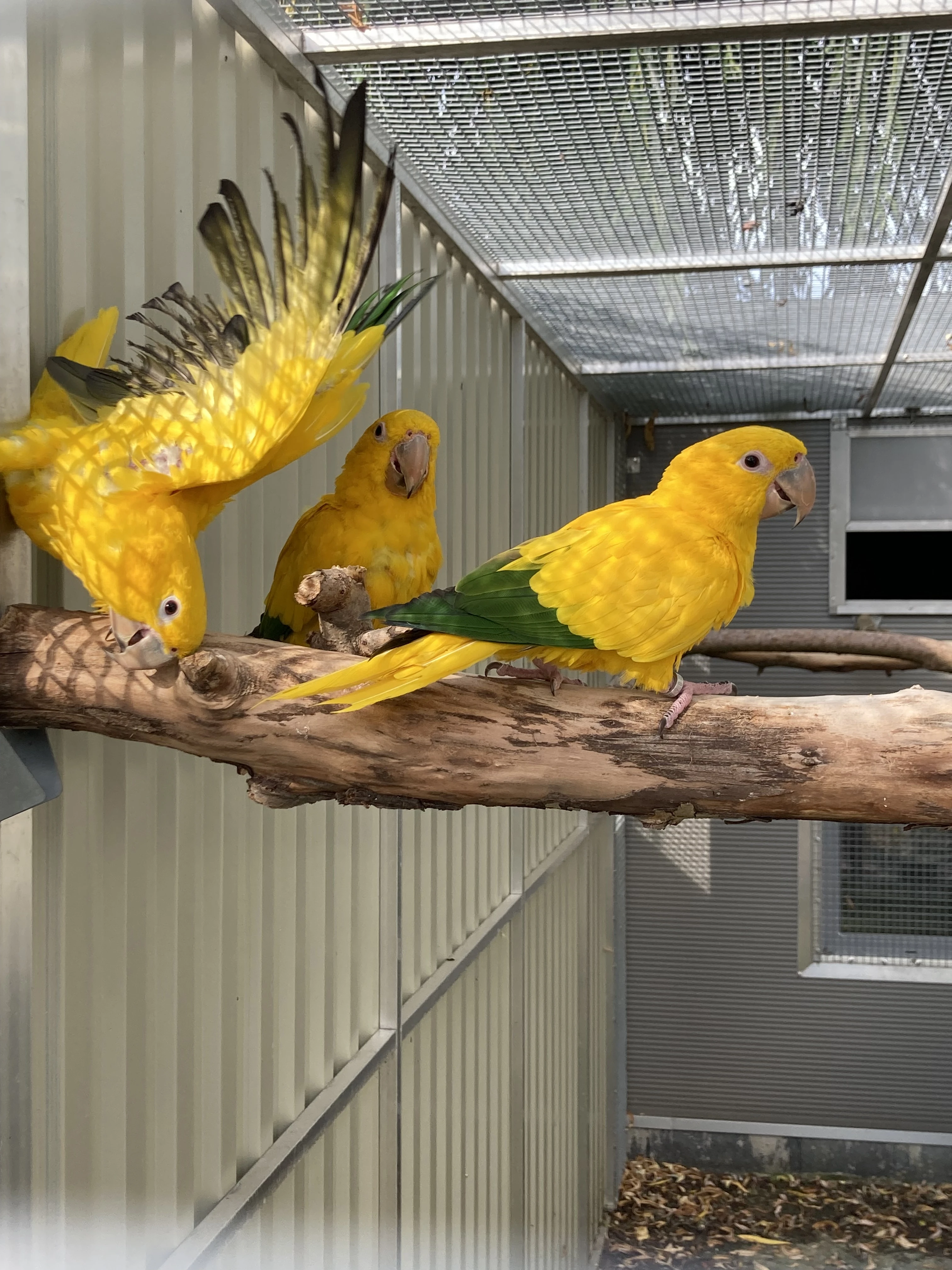 Aratinga žltá, Guaruba guarouba