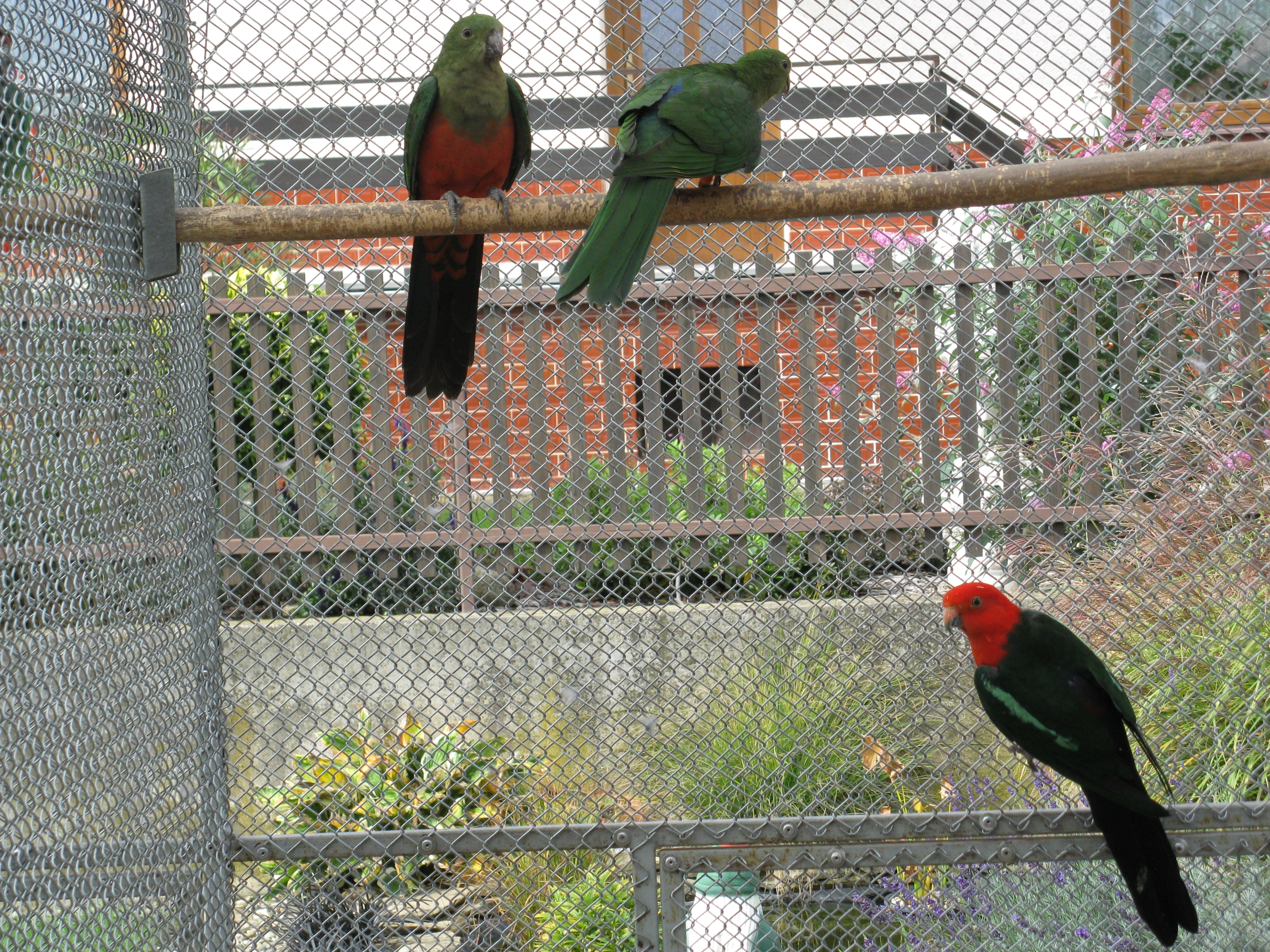 Papoušek Královský