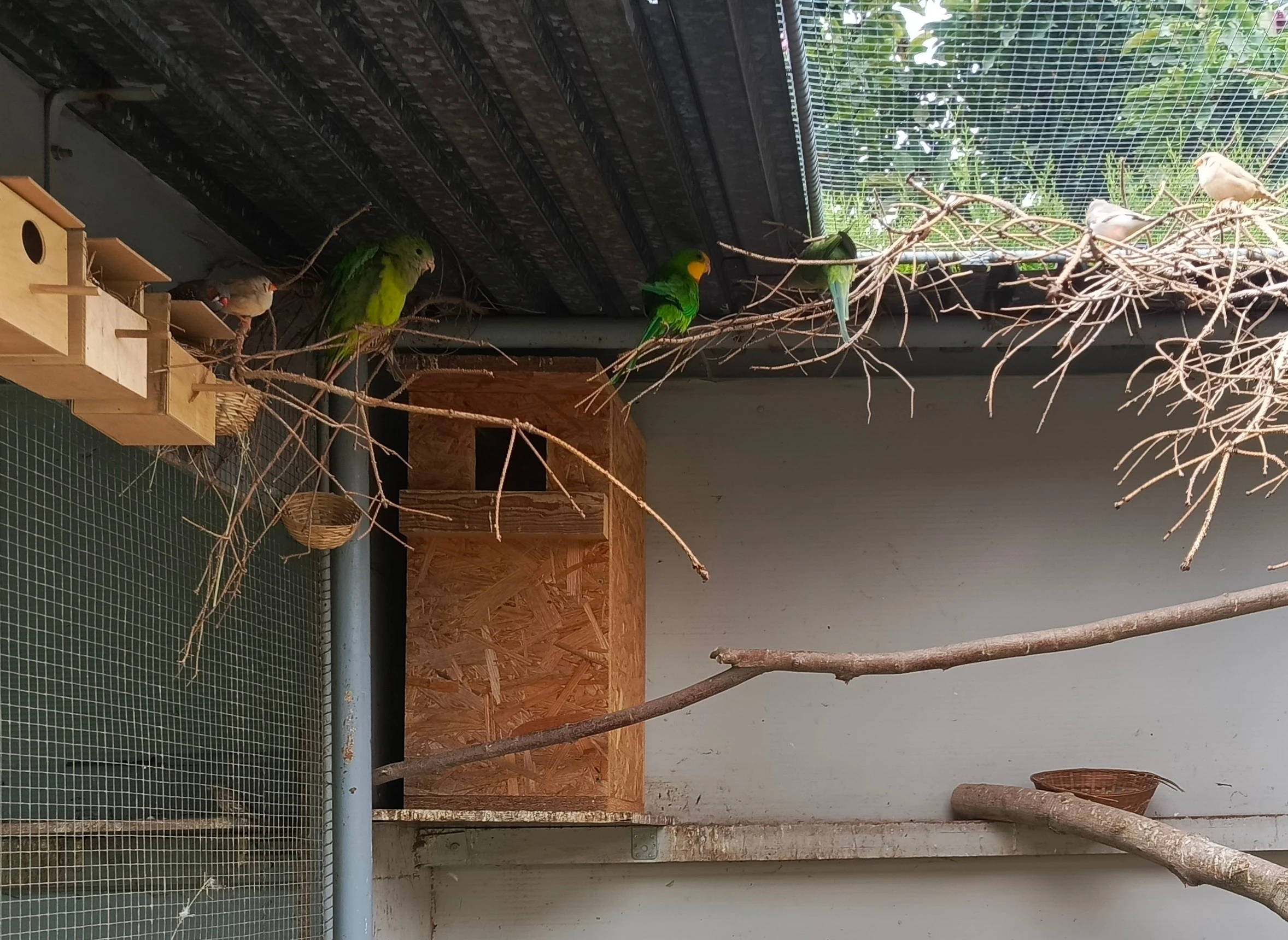 Papoušek nádherný