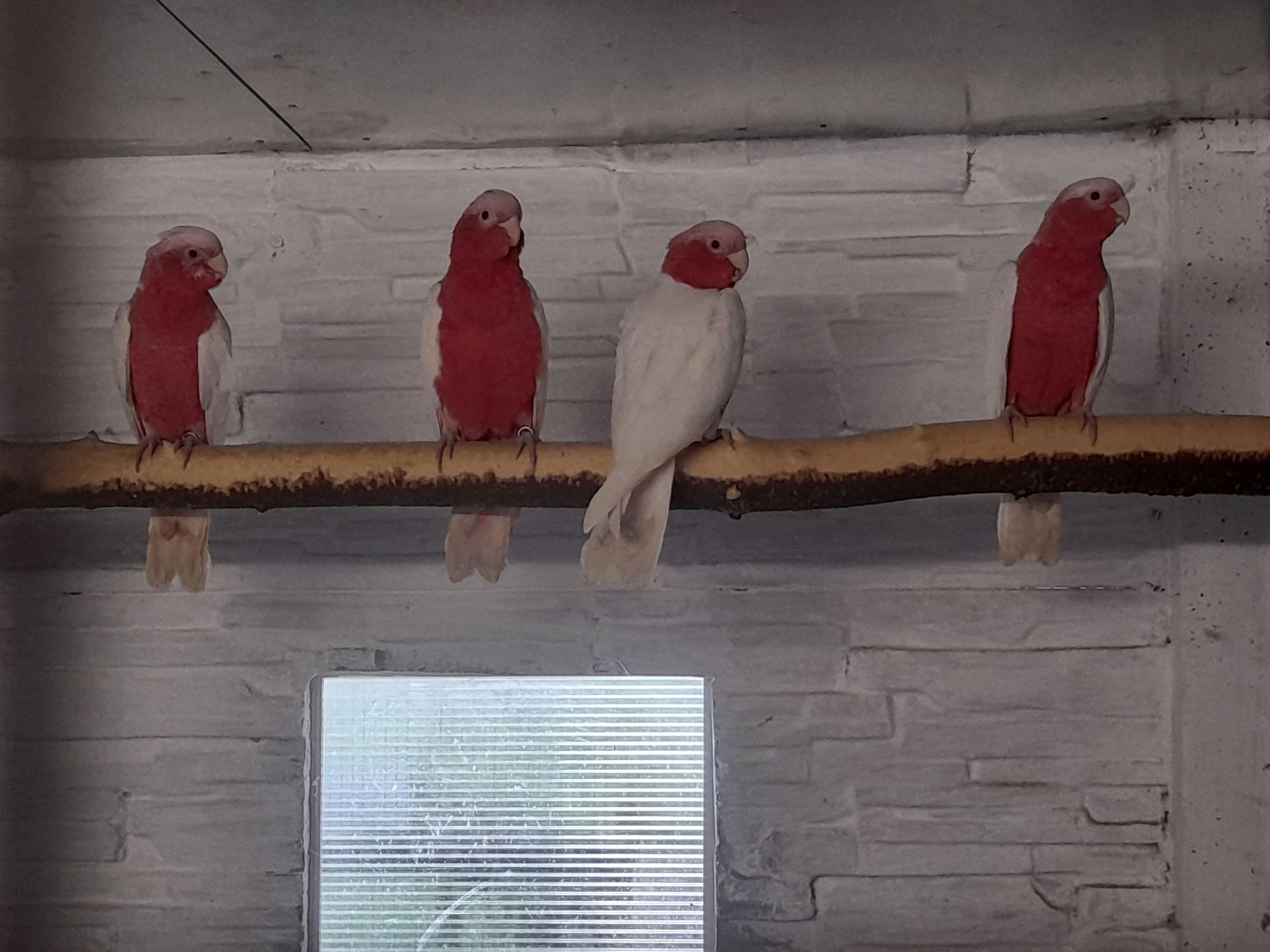 Kakadu růžový lutino