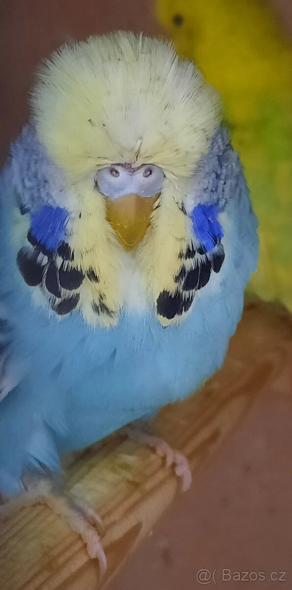 Výstavní andulky 300-500 Kč za kus