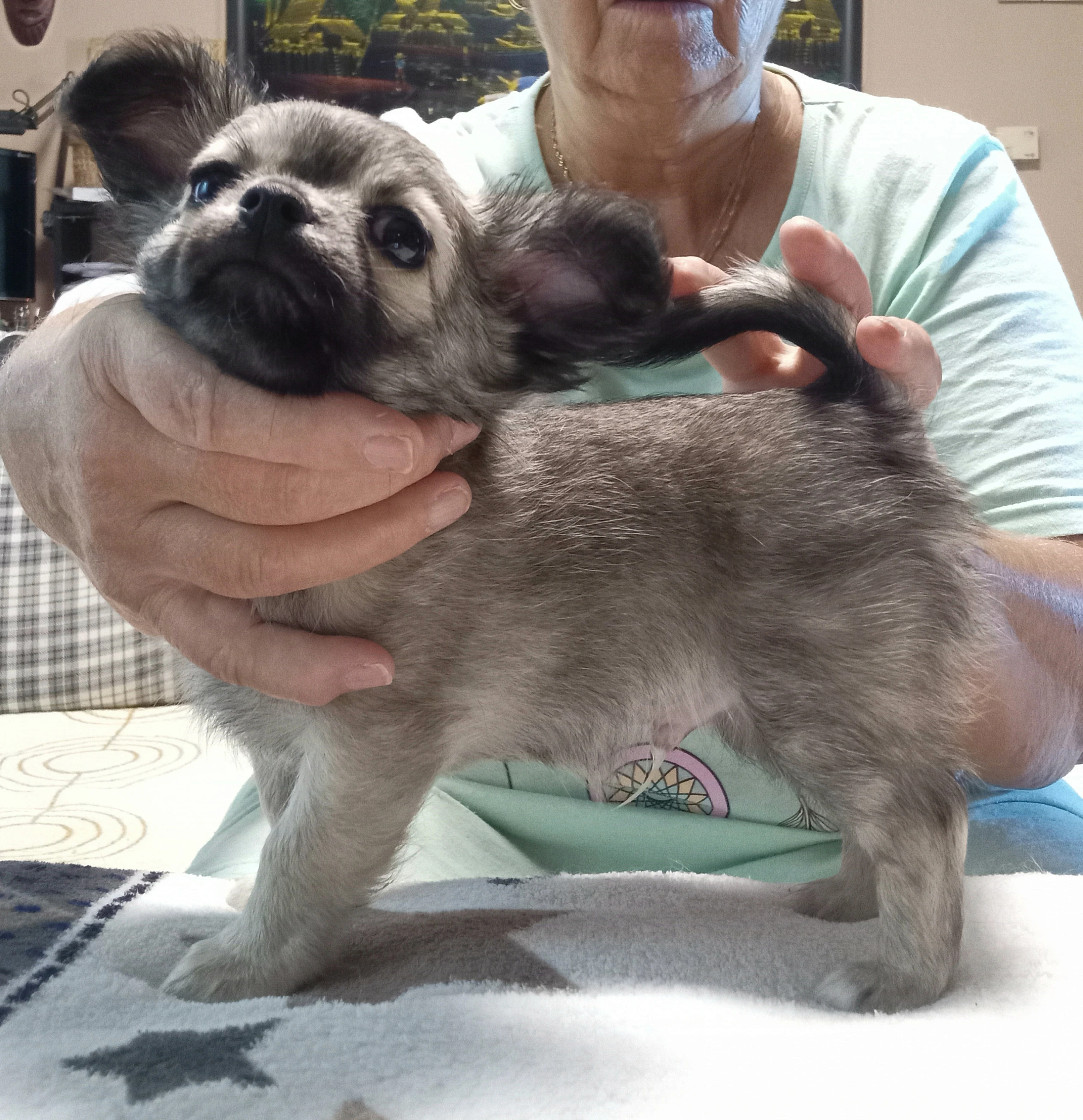 Čivava dlouhosrstá pejsek s PP