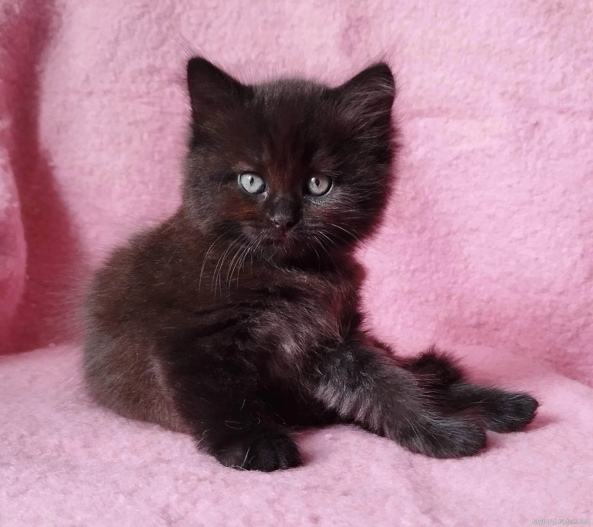 Sibiřský kocourek Zorro