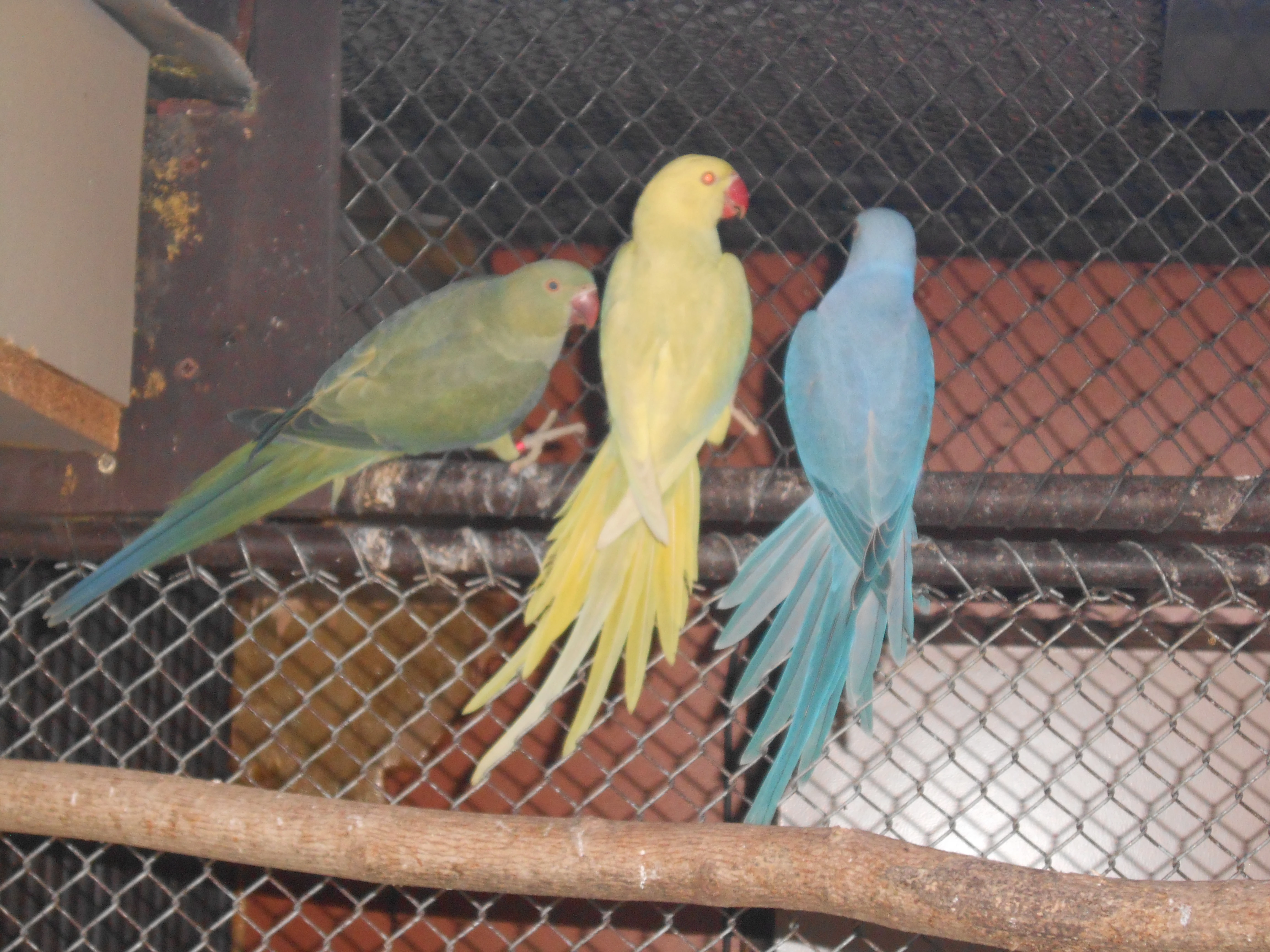 Alexandr malý oliva