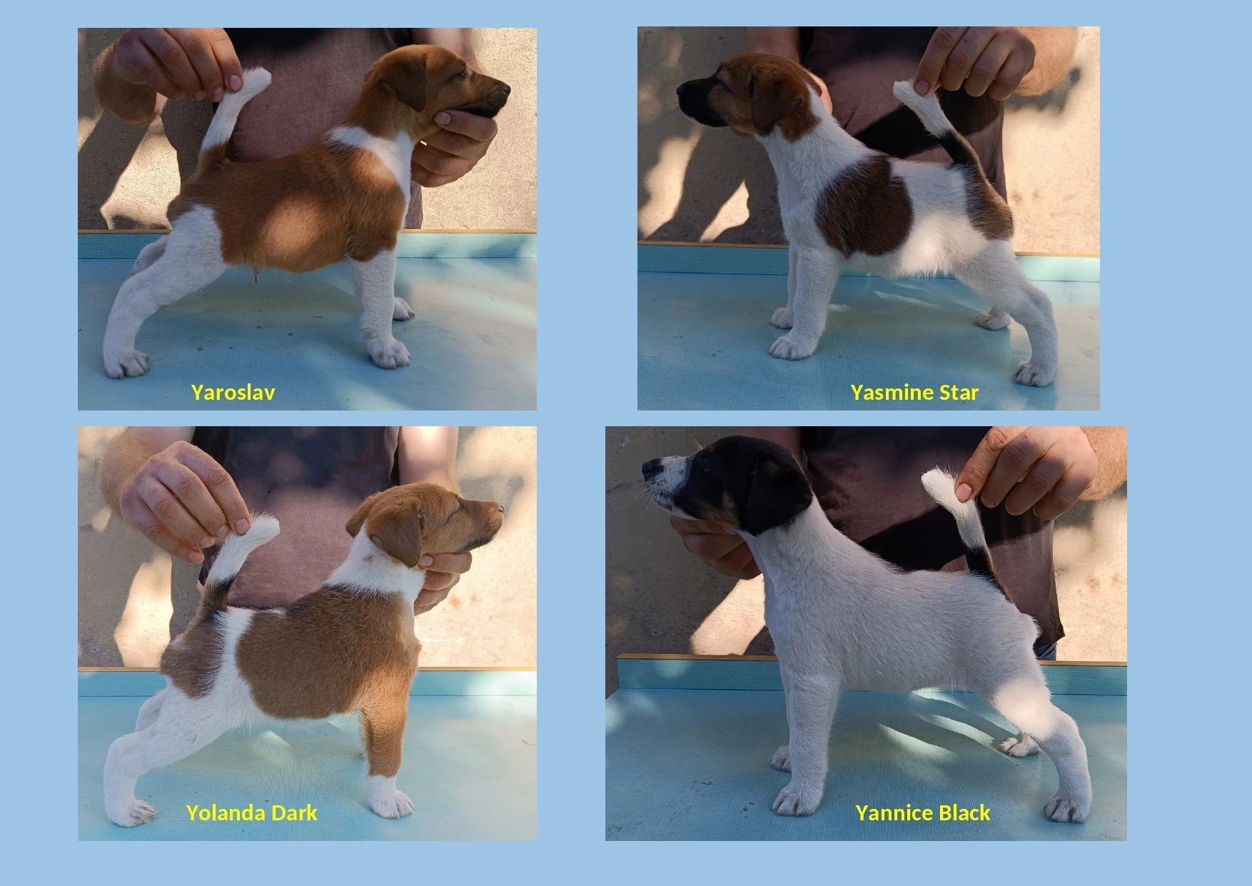 Foxteriér hladkosrstý s PP - fenky k prodeji