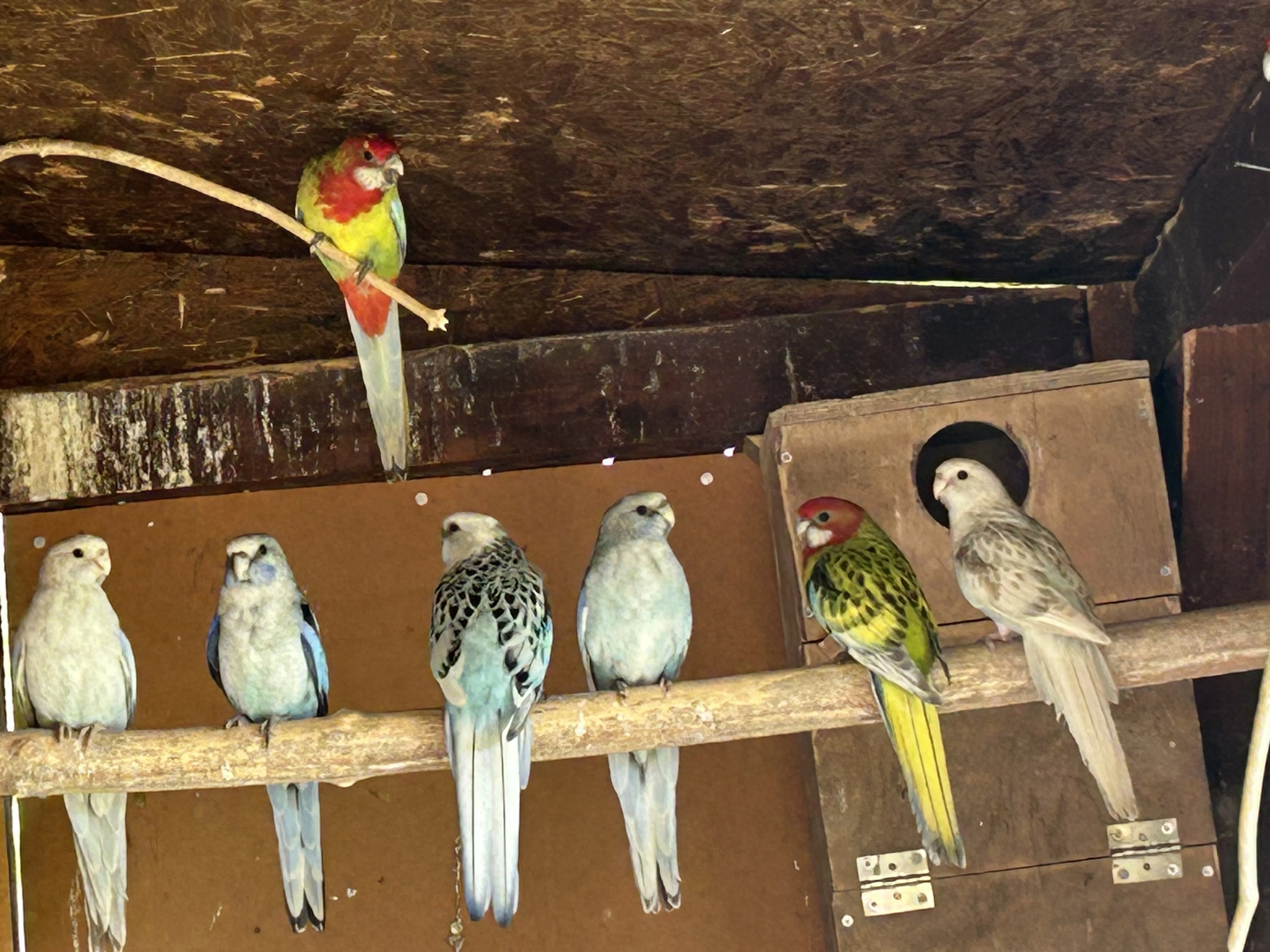 Rosela pestrá modrá, černá