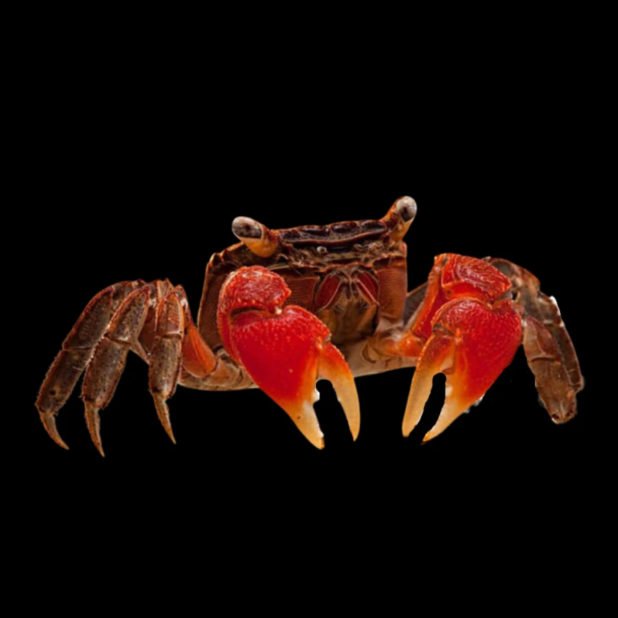 Pseudosesarma moeshi