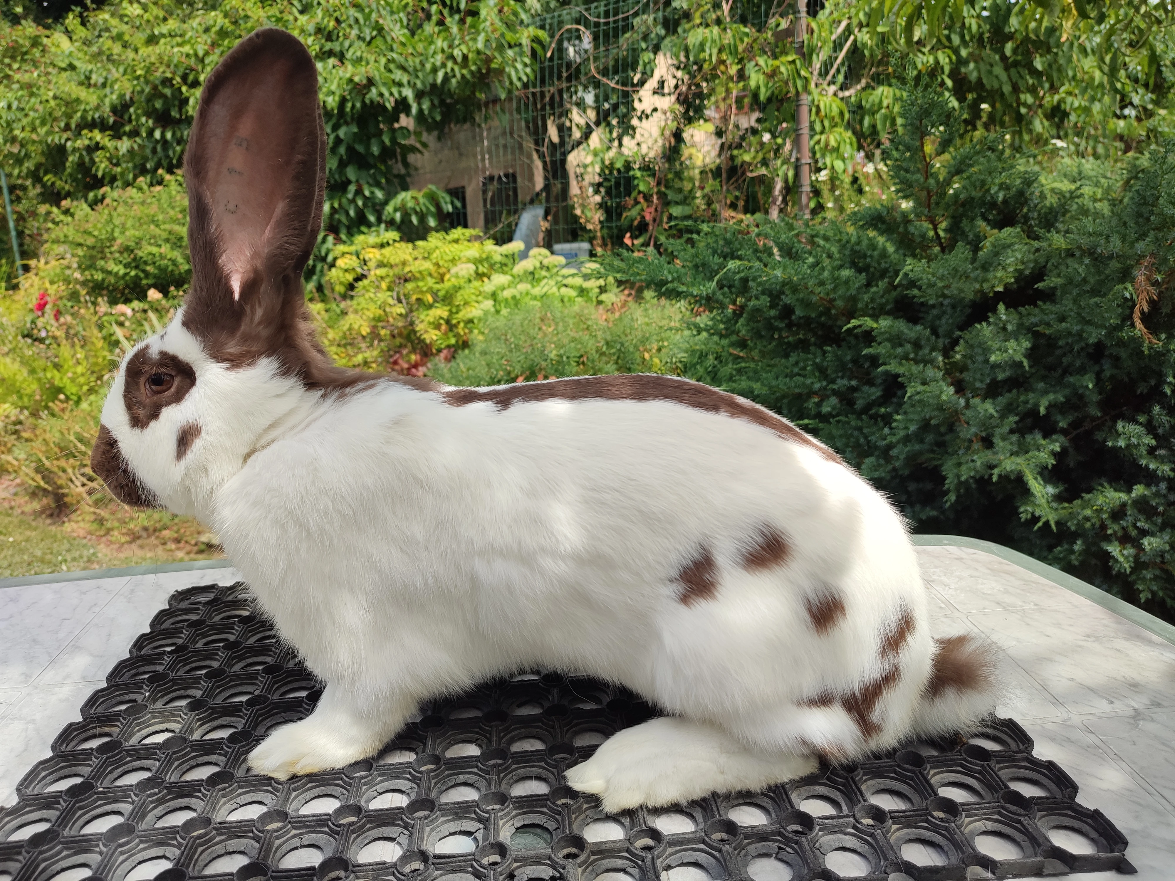 Německý obrovitý strakáč havanovitý