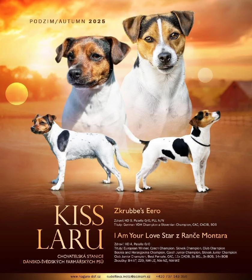 Štěňátka Dánsko-švédský farmářský pes