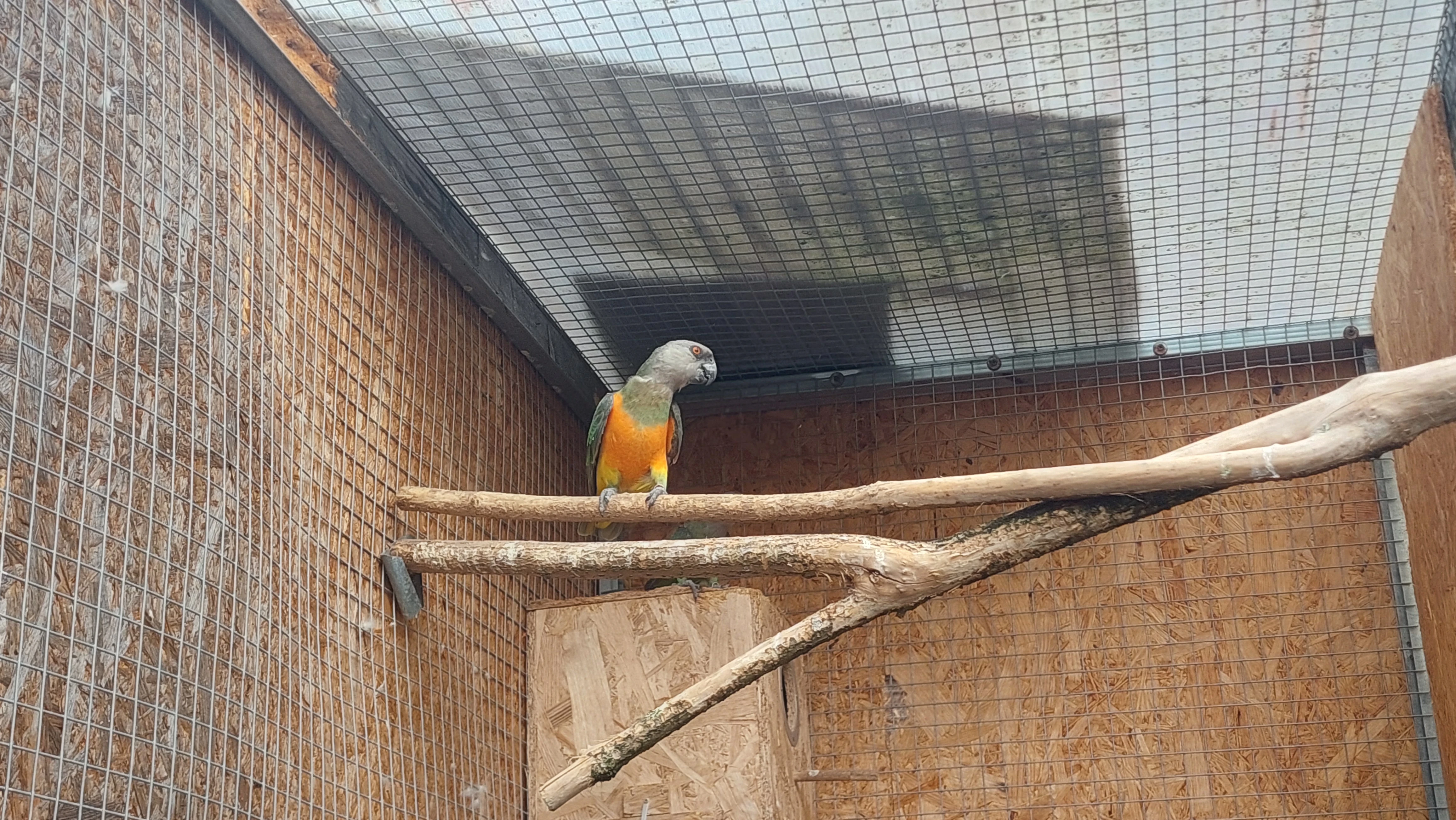 Papoušek červenobřichý