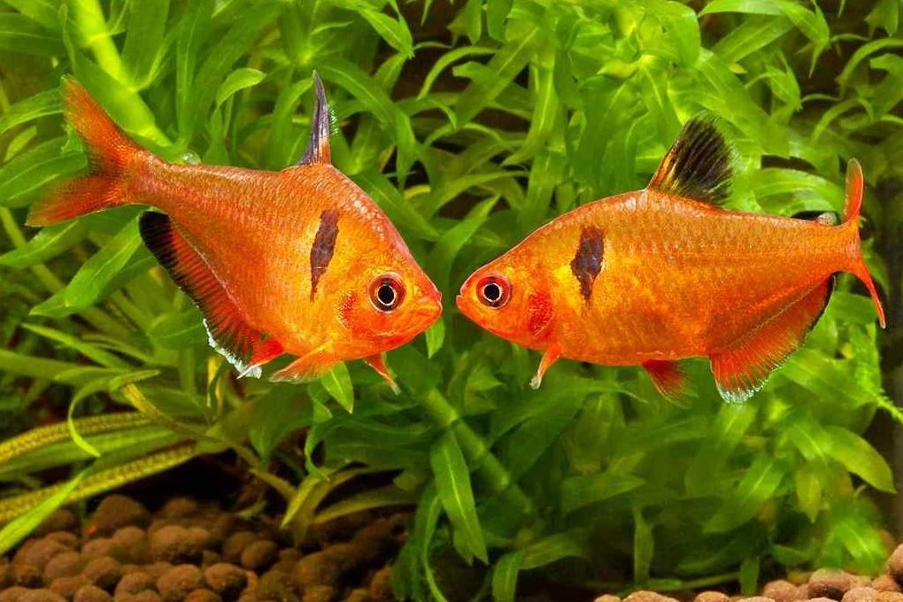 Tetra krvavá - Hyphessobrycon eques