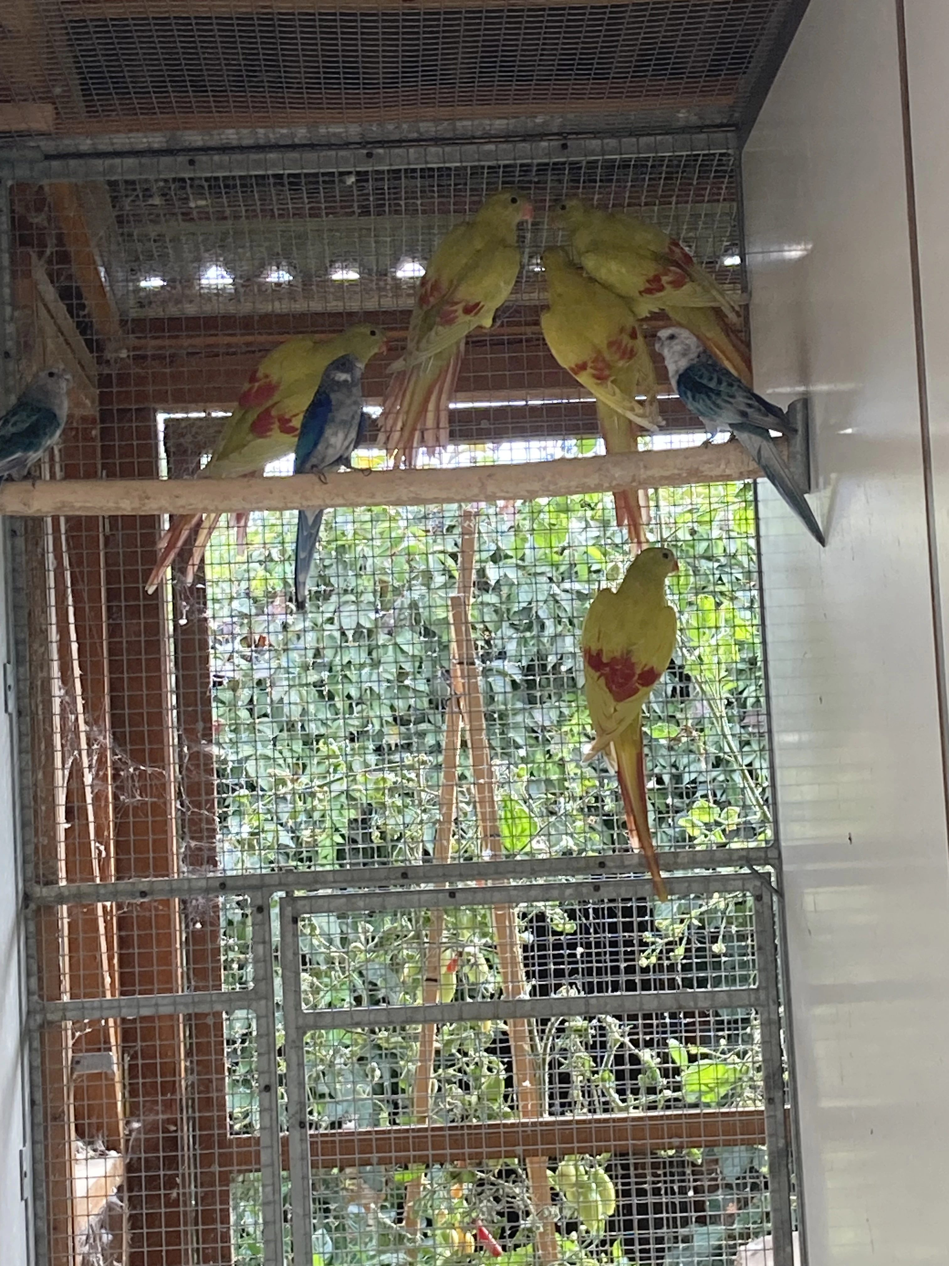 Papoušek horský lemovaný pastel