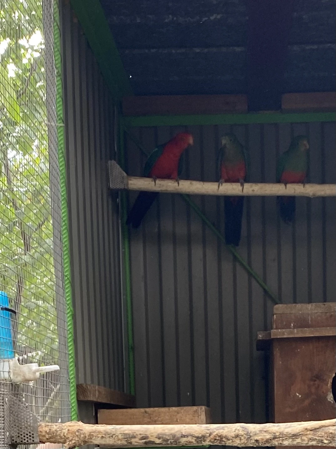 Prodám Papoušky královské