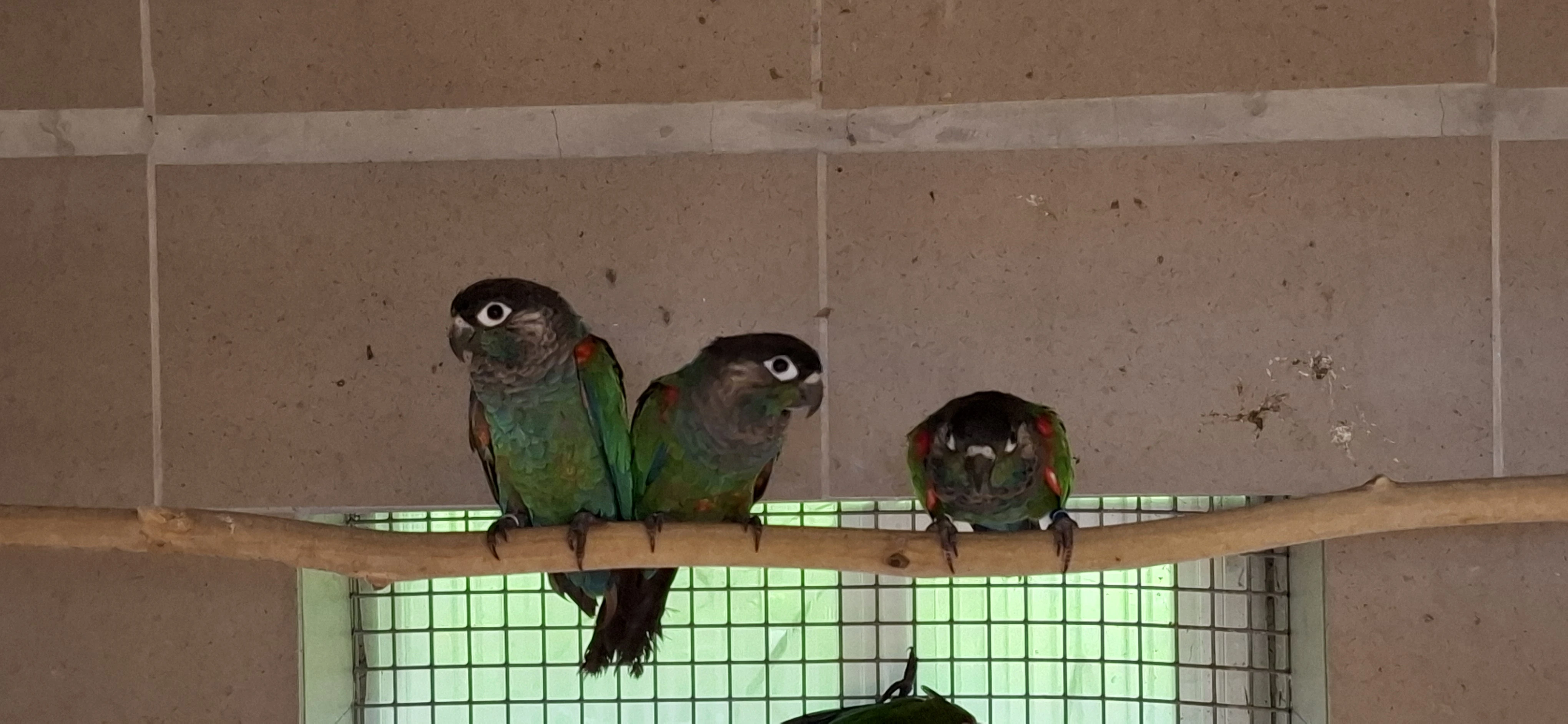 Pyrura modravý/Pyrrhura lepida