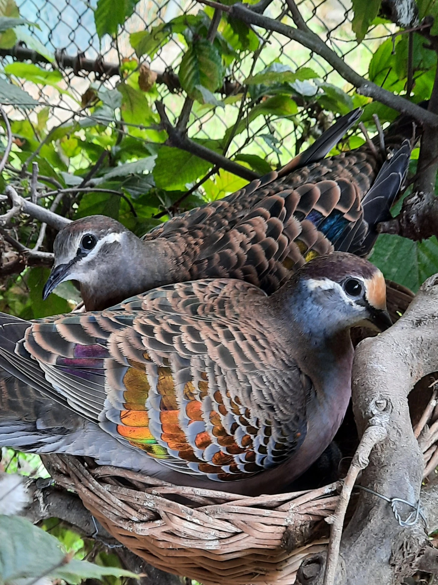 Holub bronzovokřídlý