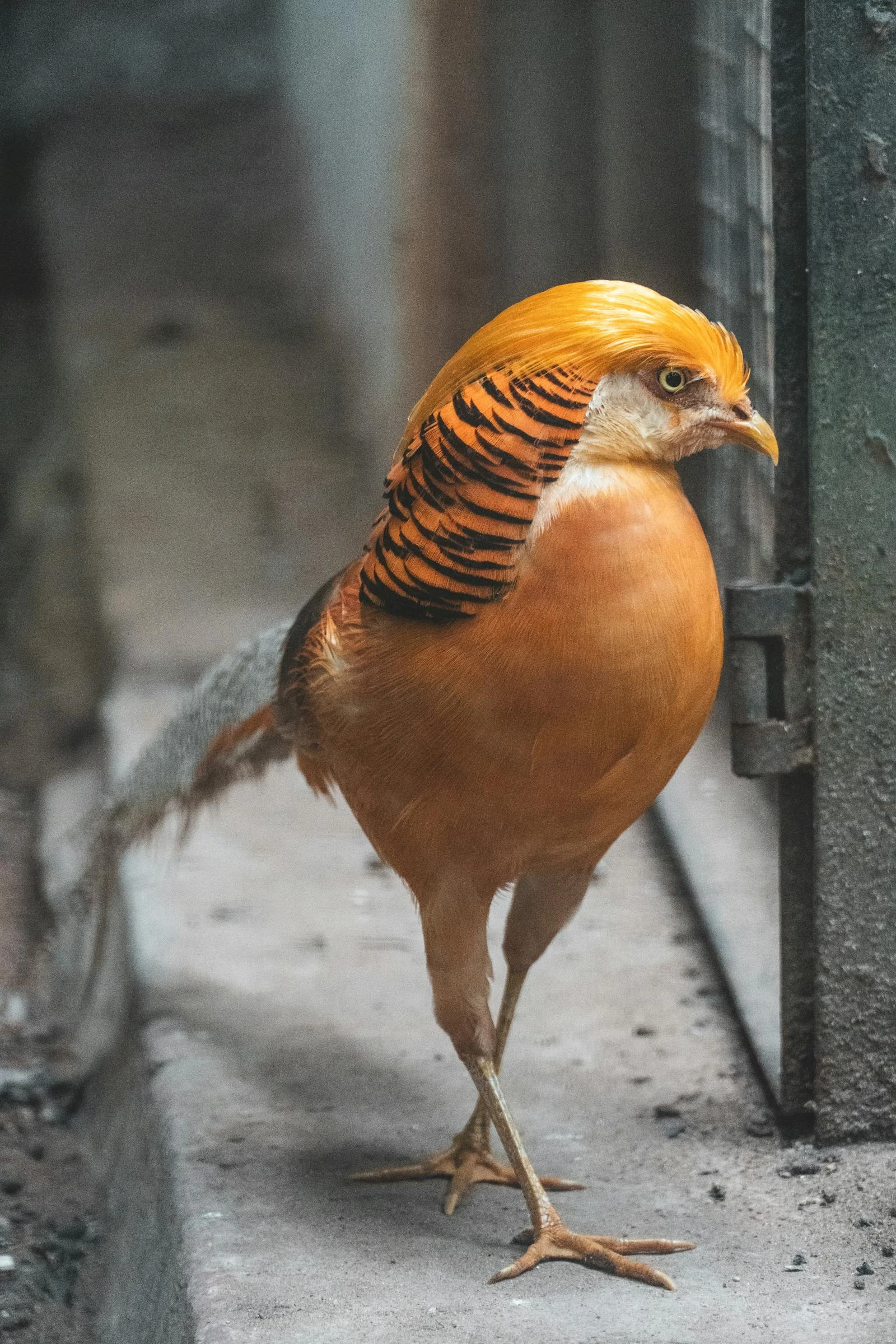 Bažant zlatožlutý a zlatý