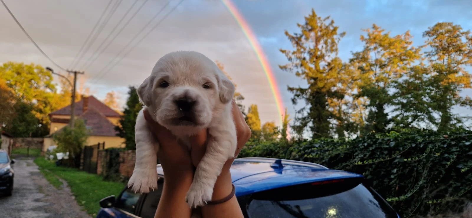 Nabízíme 3 krásné chlapečky zlatého retrívra