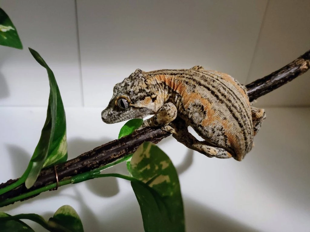 Pagekon hrbolkohlavý (rhacodactylus auriculatus) samice