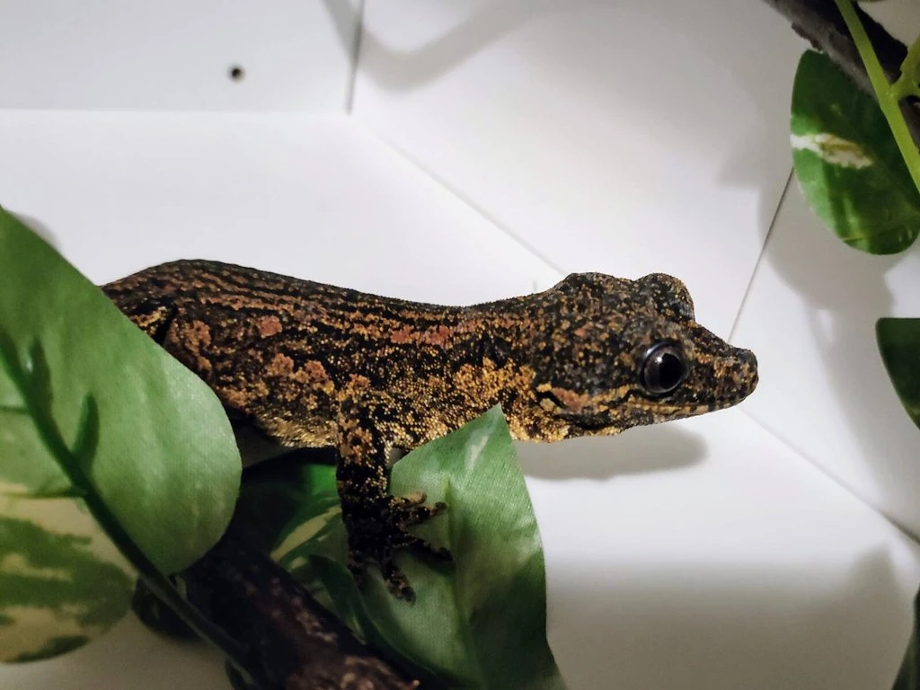 Pagekon hrbolkohlavý (rhacodactylus auriculatus) samice