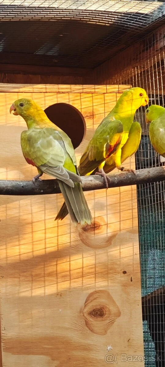 Papoušek červenokridly