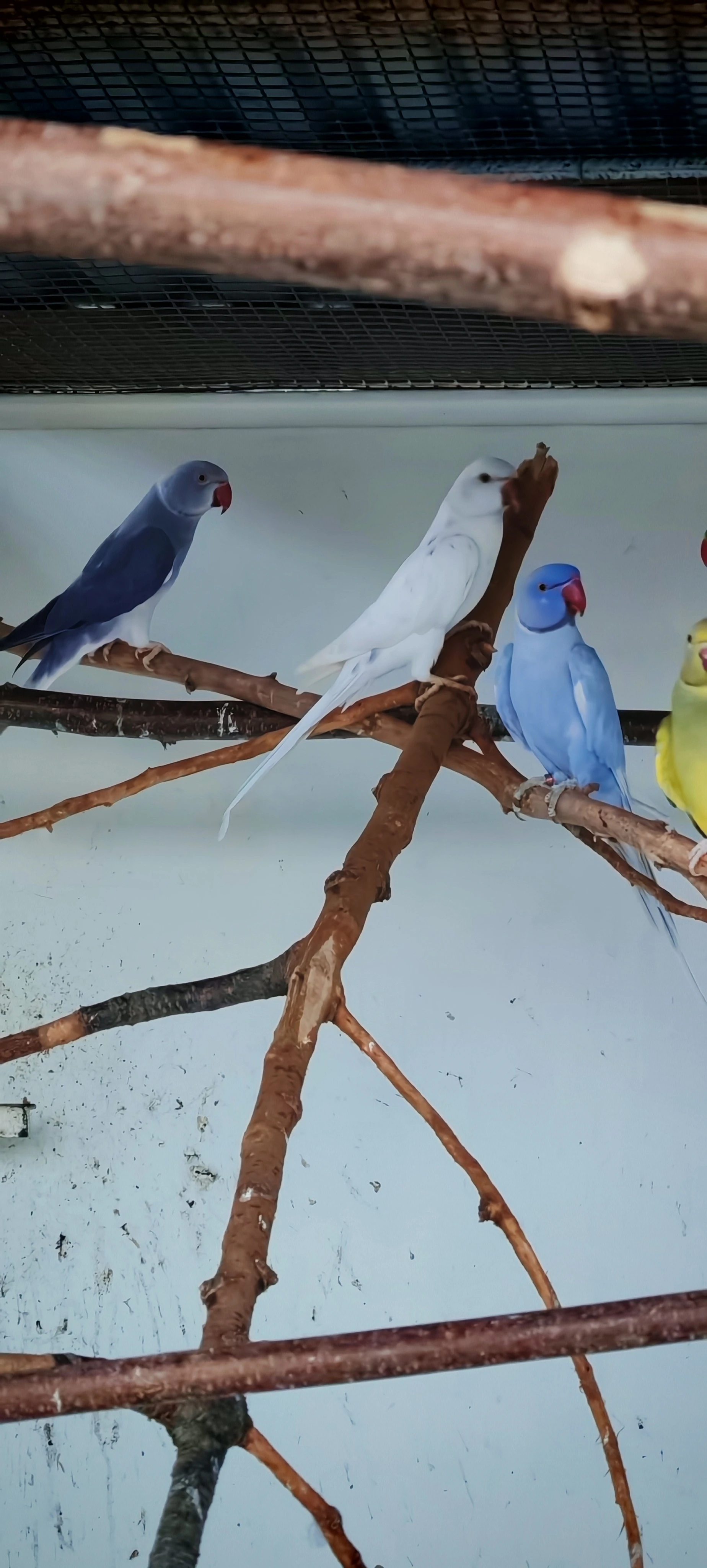 Agapornis ružohrdly, Alexandr malý