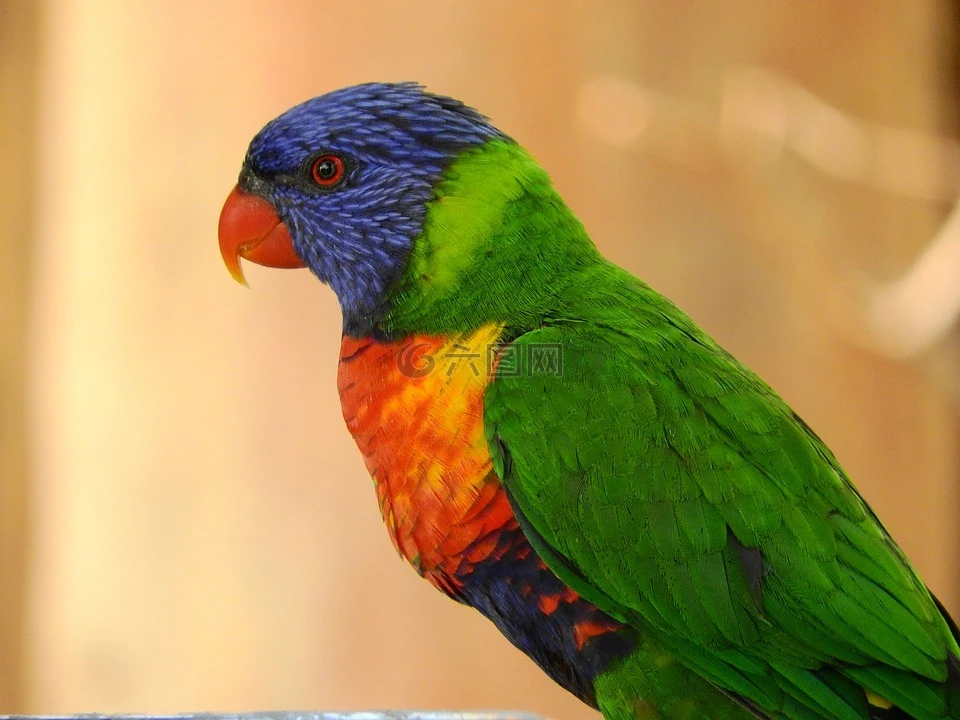 Lori mnohobarvý horský