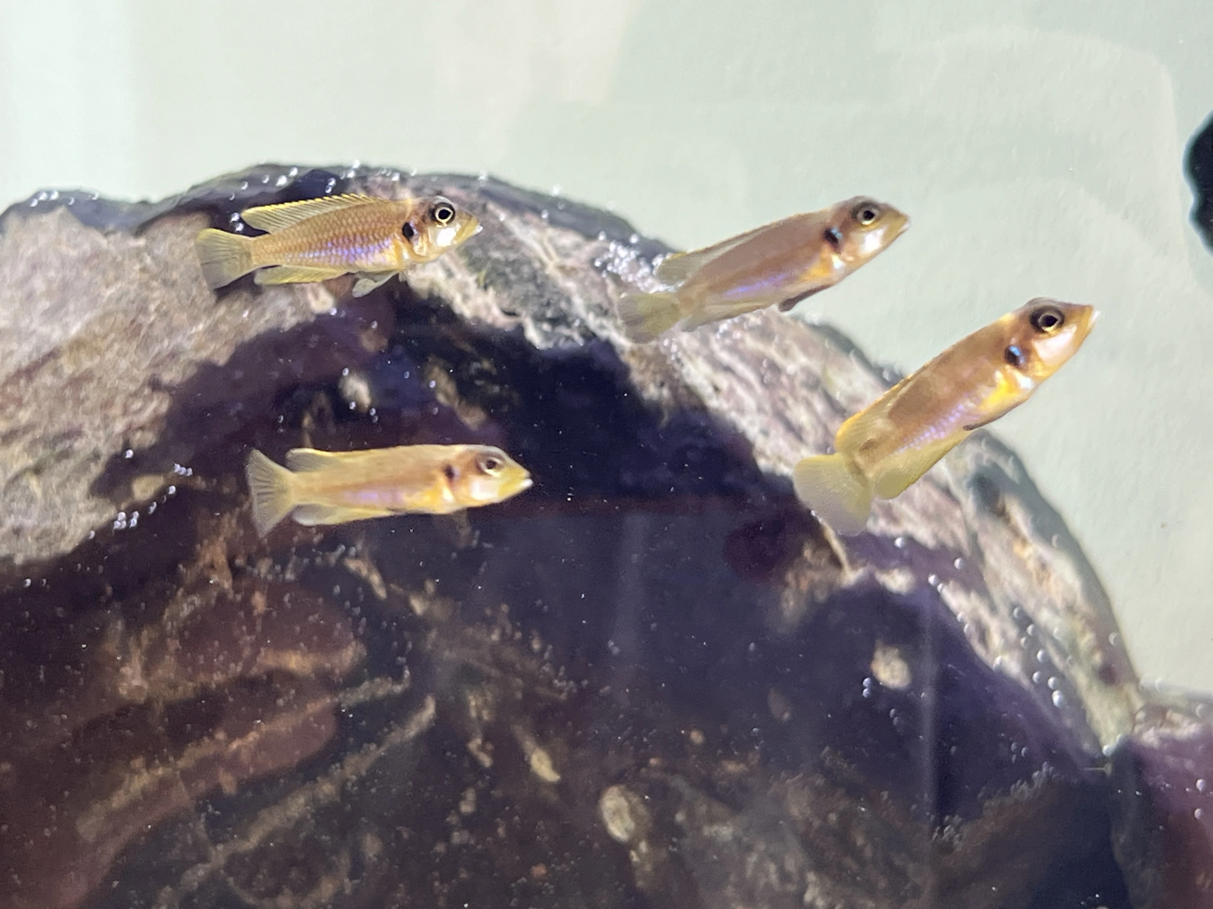 Daruji posledních 6 ks šnekáčů (Lamprologus ocellatus)