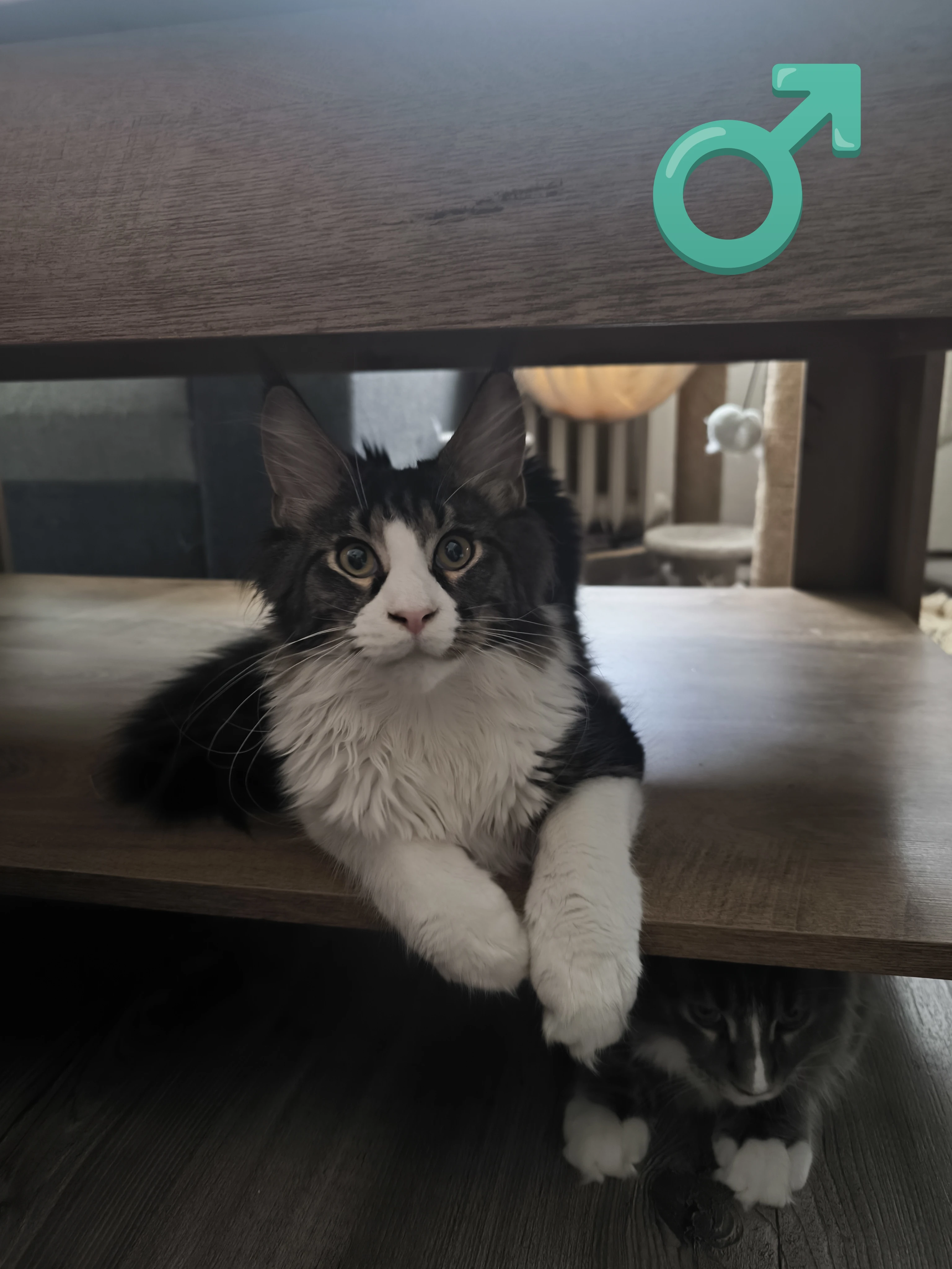 Mainská mývalí koťátka s PP