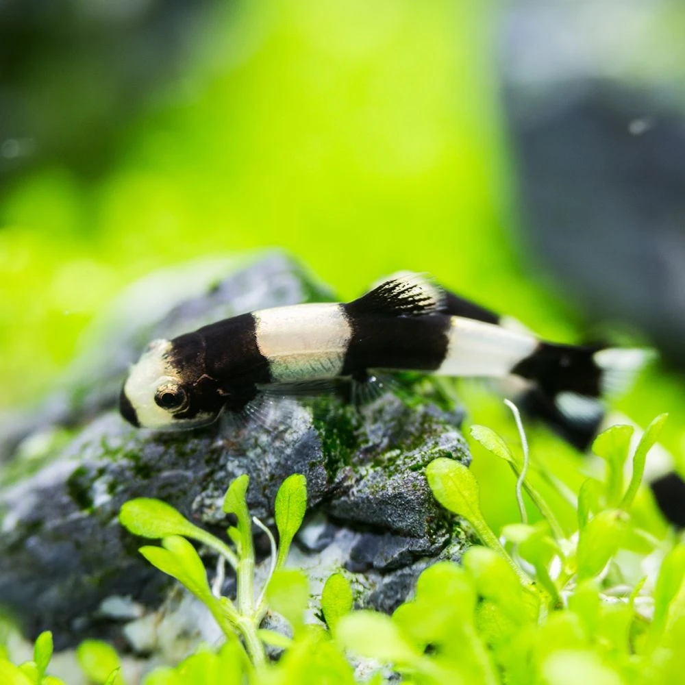 Yaoshania pachychilus