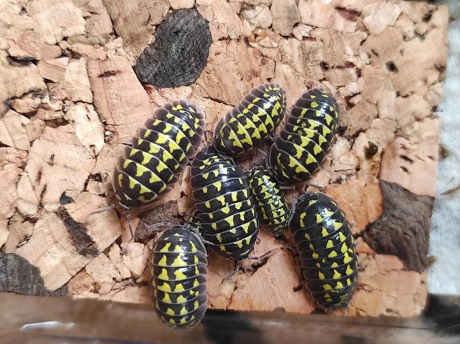 Isopody Porcellio laevis orange a Armadillidium gestroi