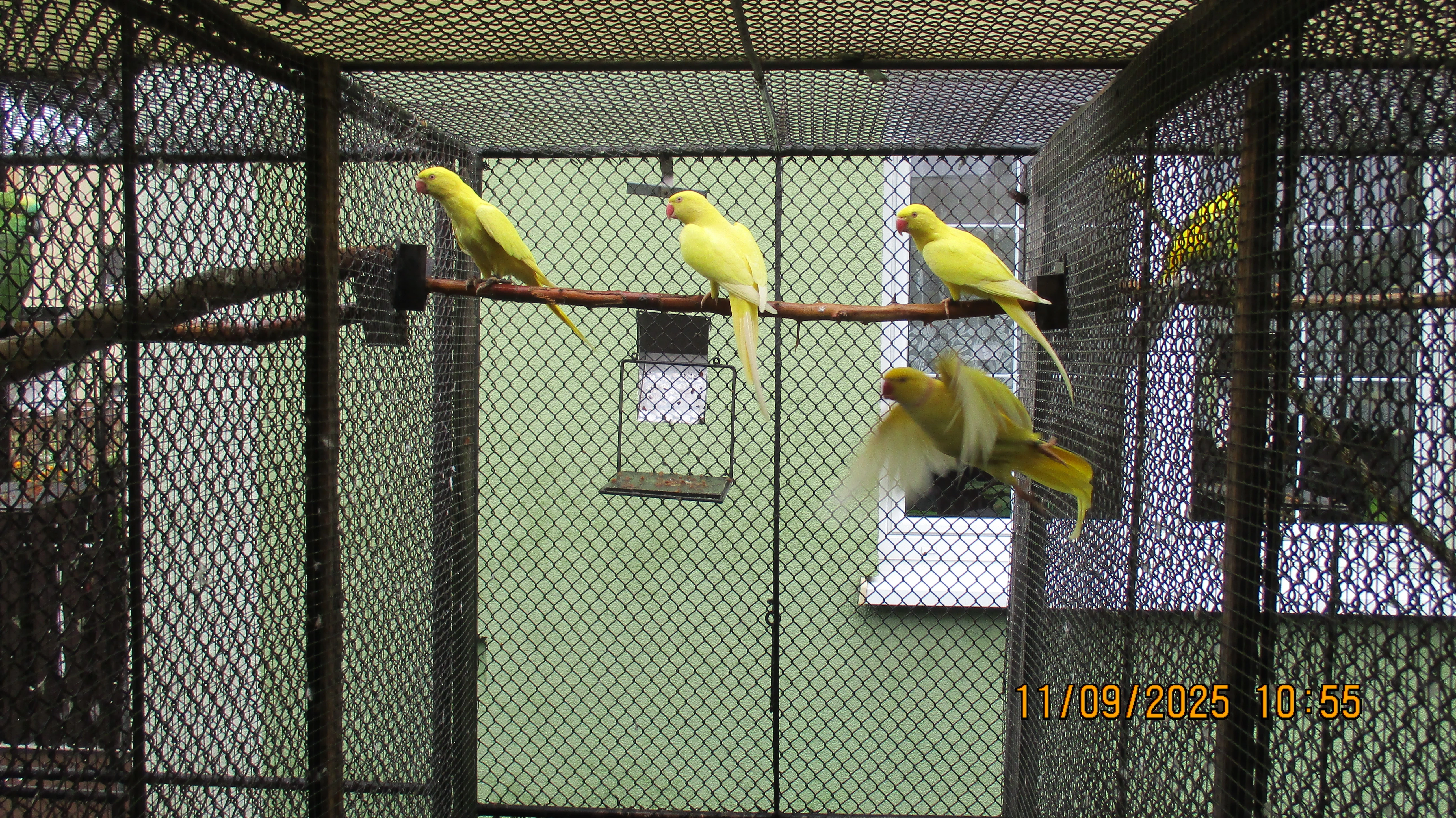 Alexandr maly lutino