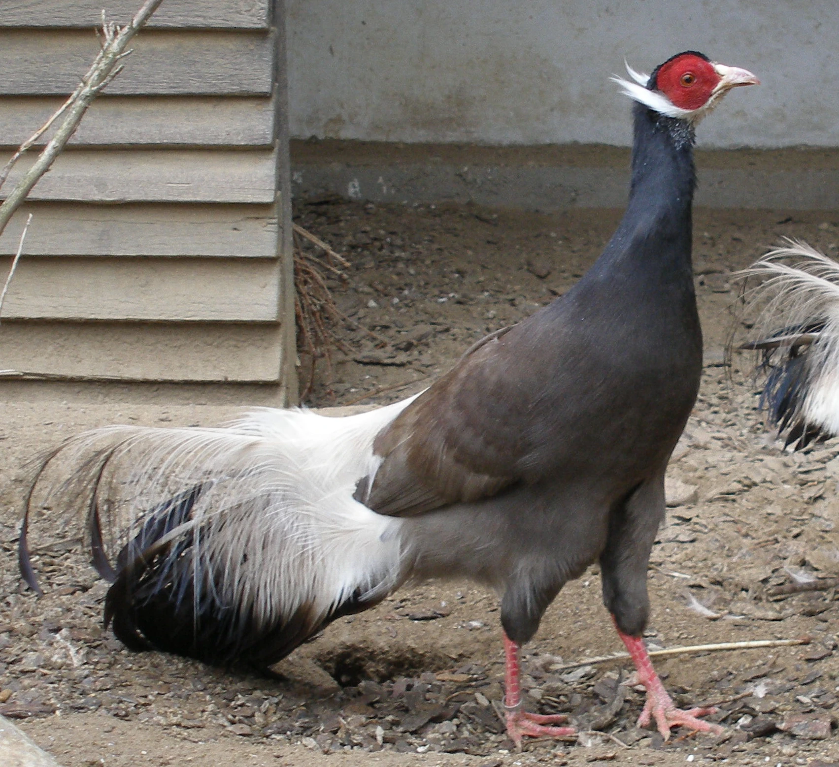 Bažant sedlatý, Humeův, Edwardsův, modrý ušatý, mandžuský, tibetský, paví šedý,