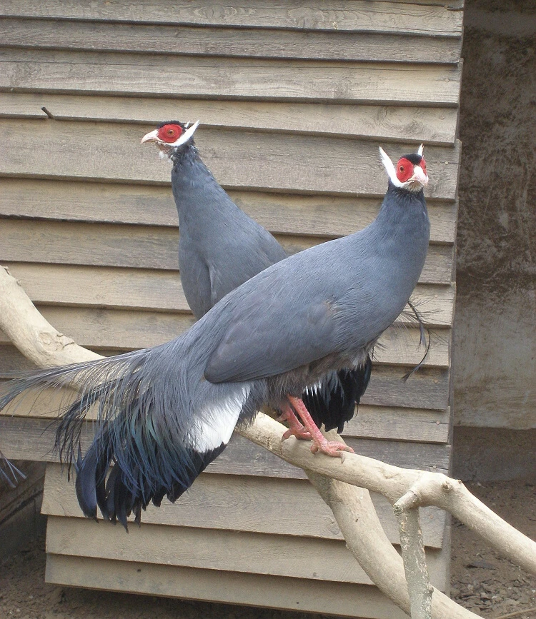 2,2 bažant modrý ušatý,  1,1 bažant ohnivý  bornejský, 0,2 bažant bělochocholatý