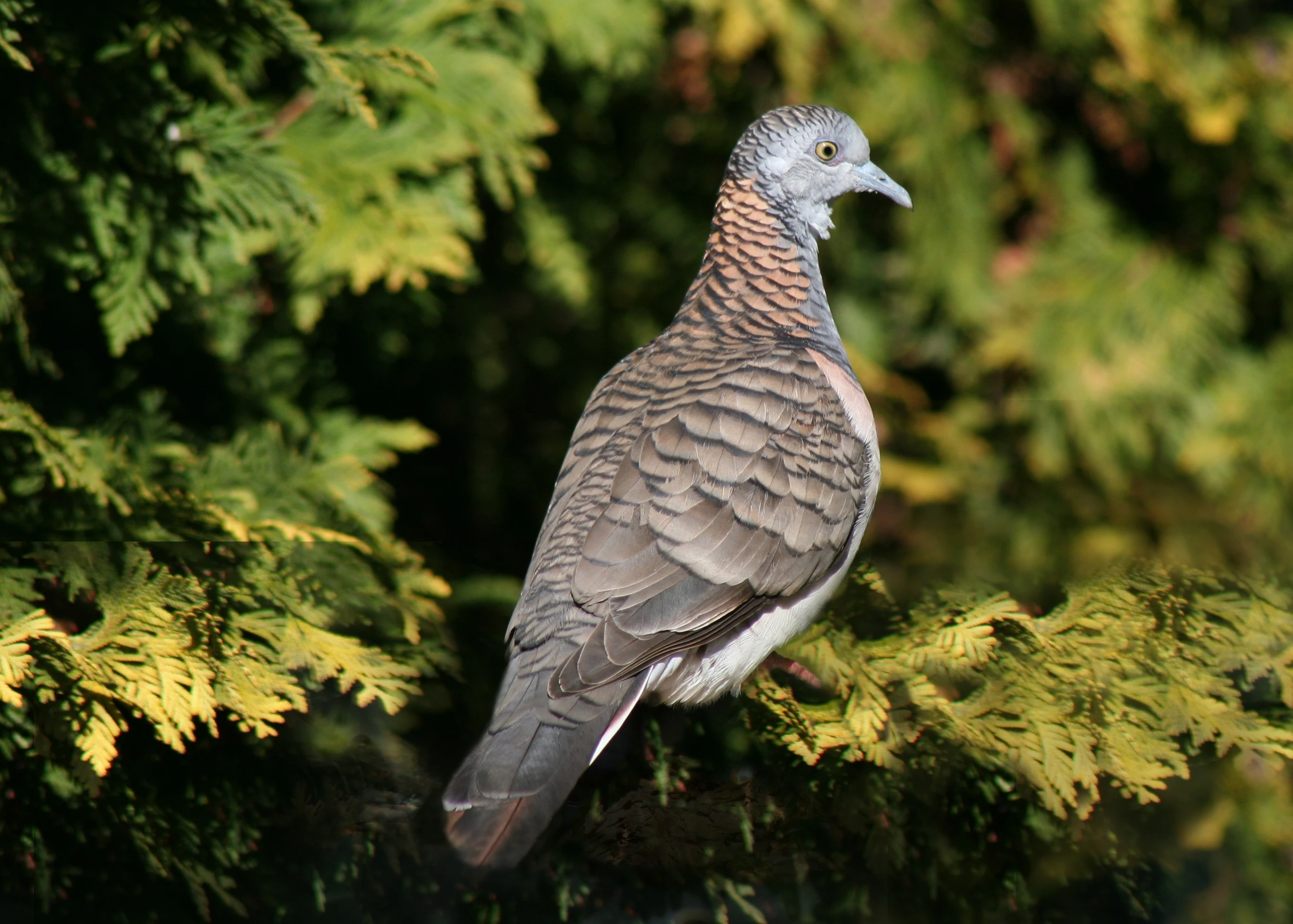 Holoubek bronzovohřbetý- Geopelia humeralis